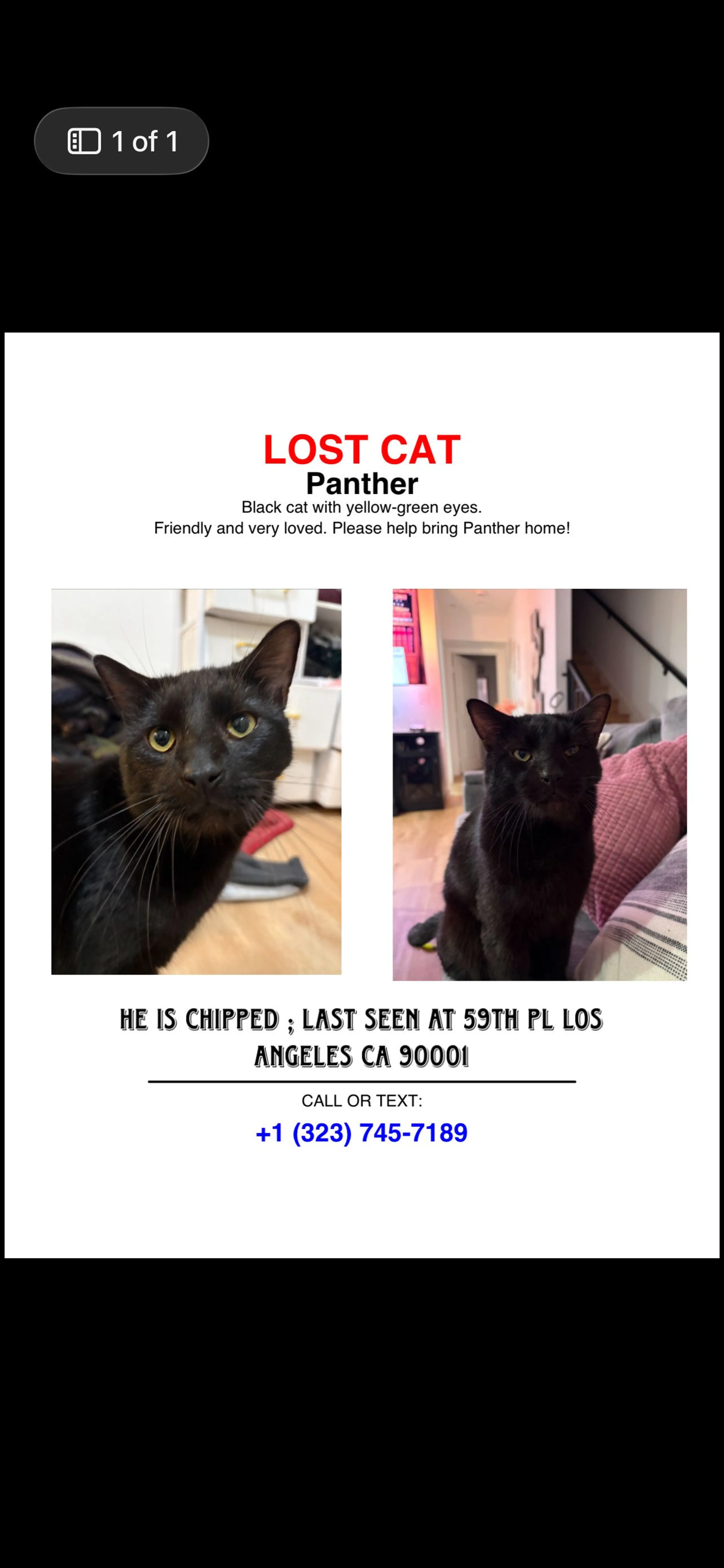 Lost pet