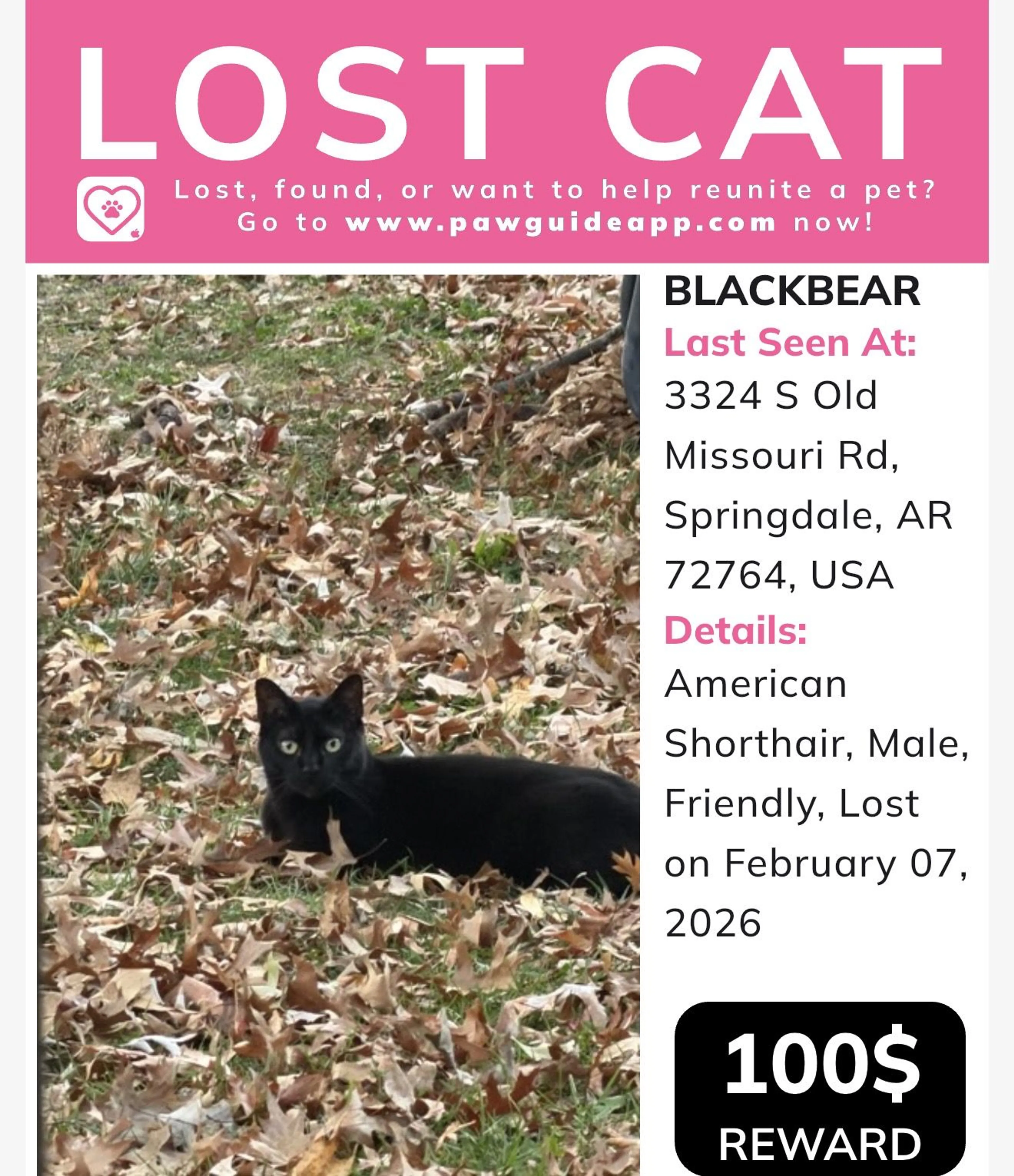 Lost pet
