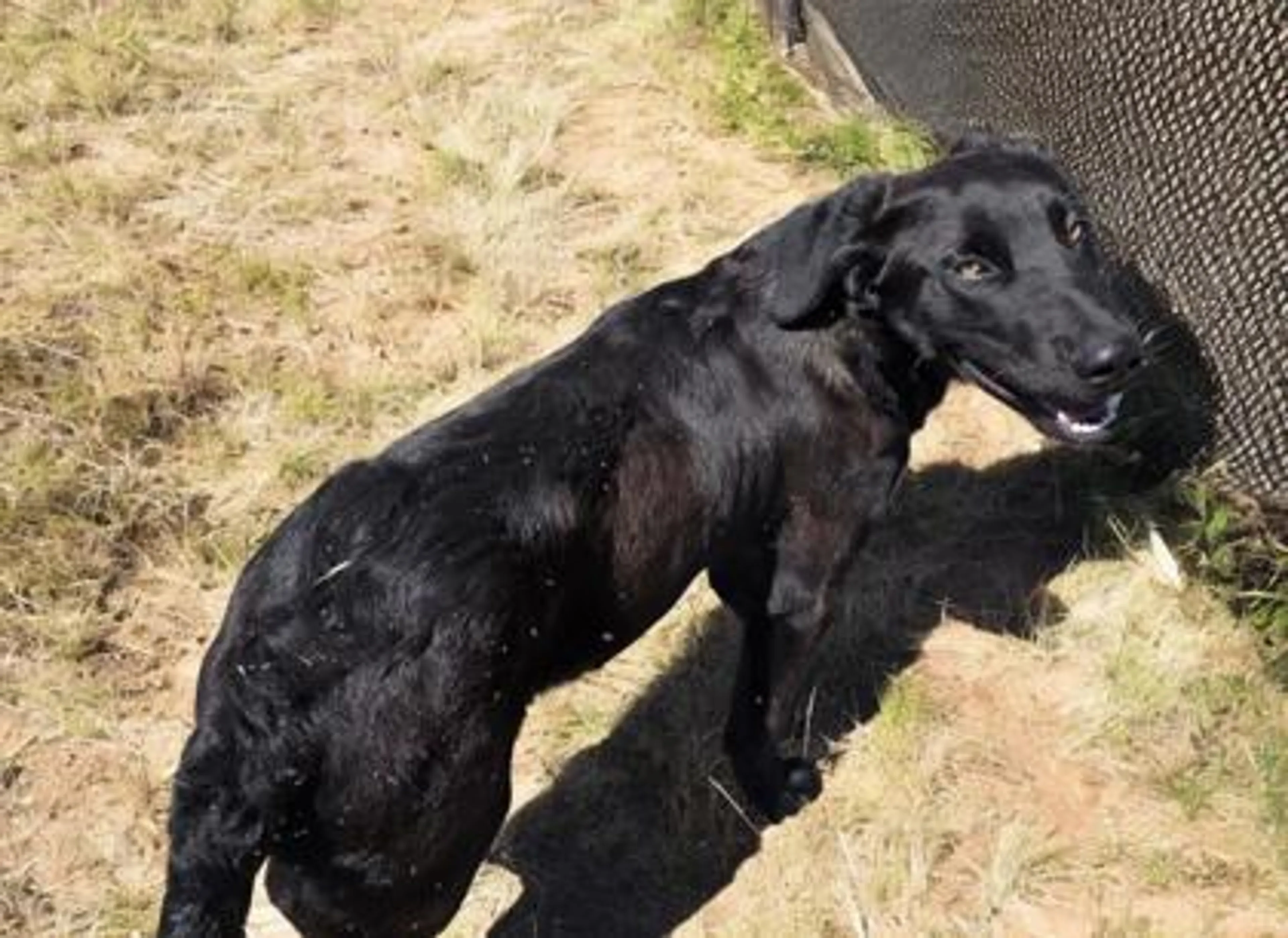 Found pet