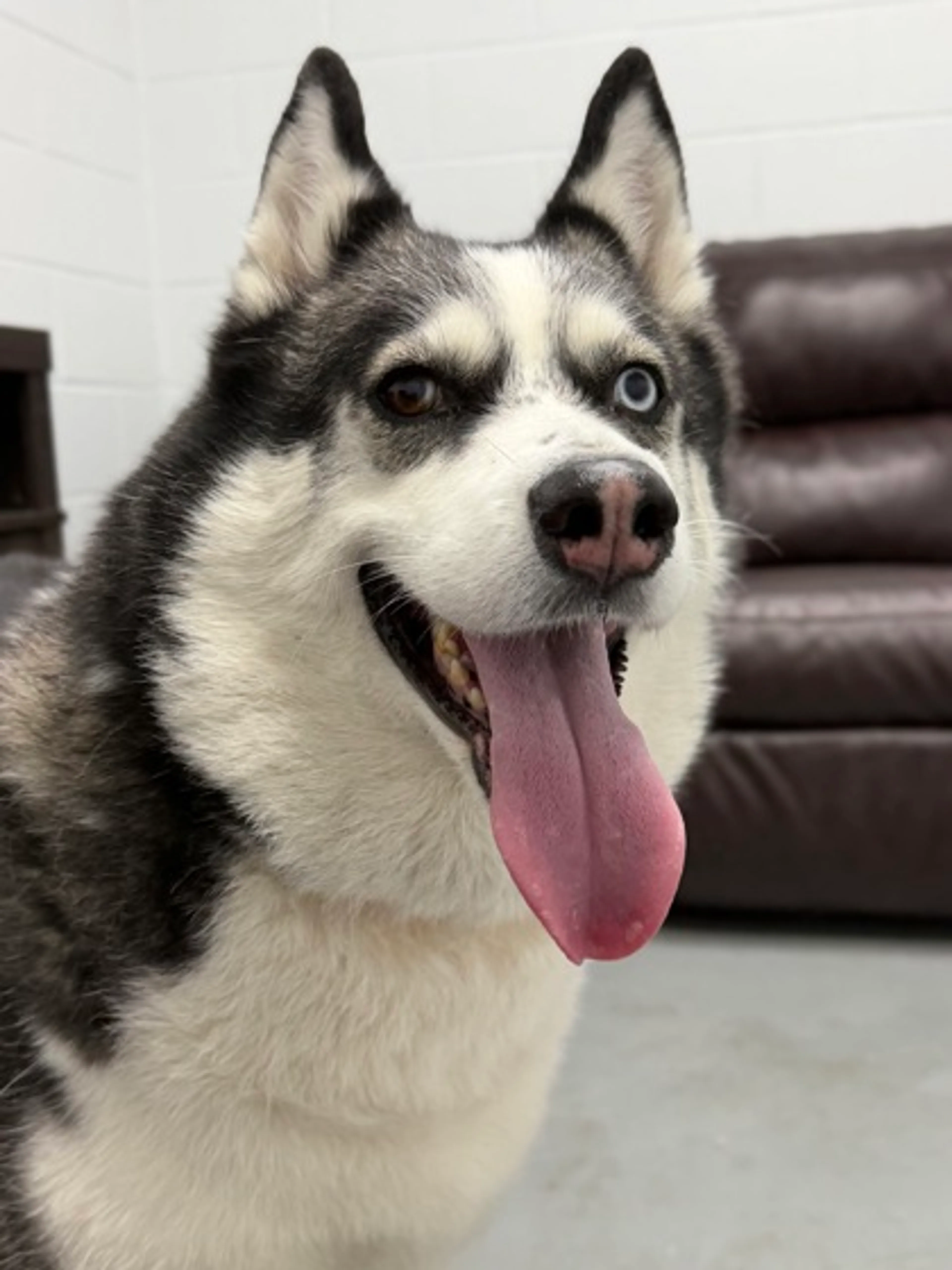 Found pet-1