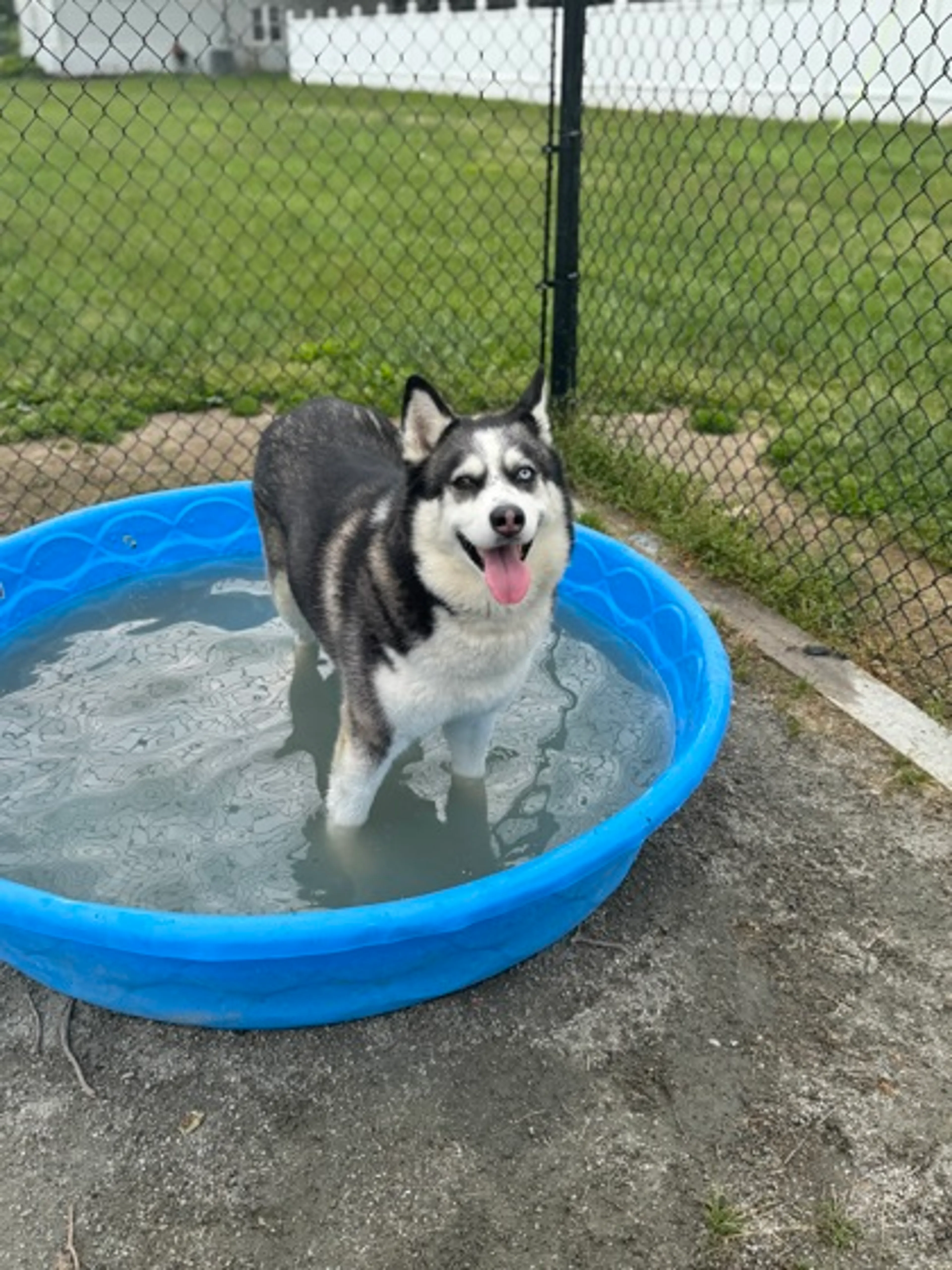 Found pet-2