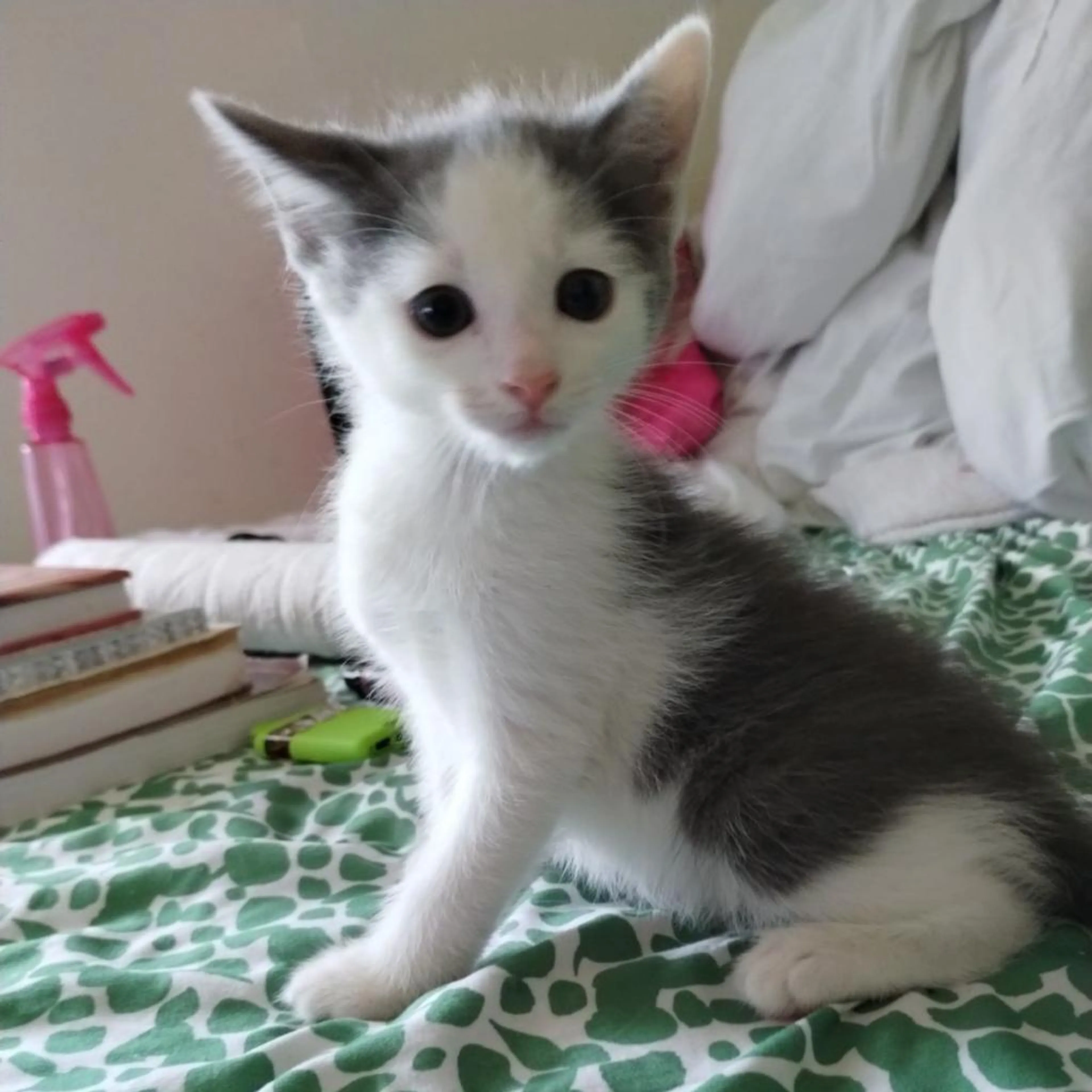 Found pet-1