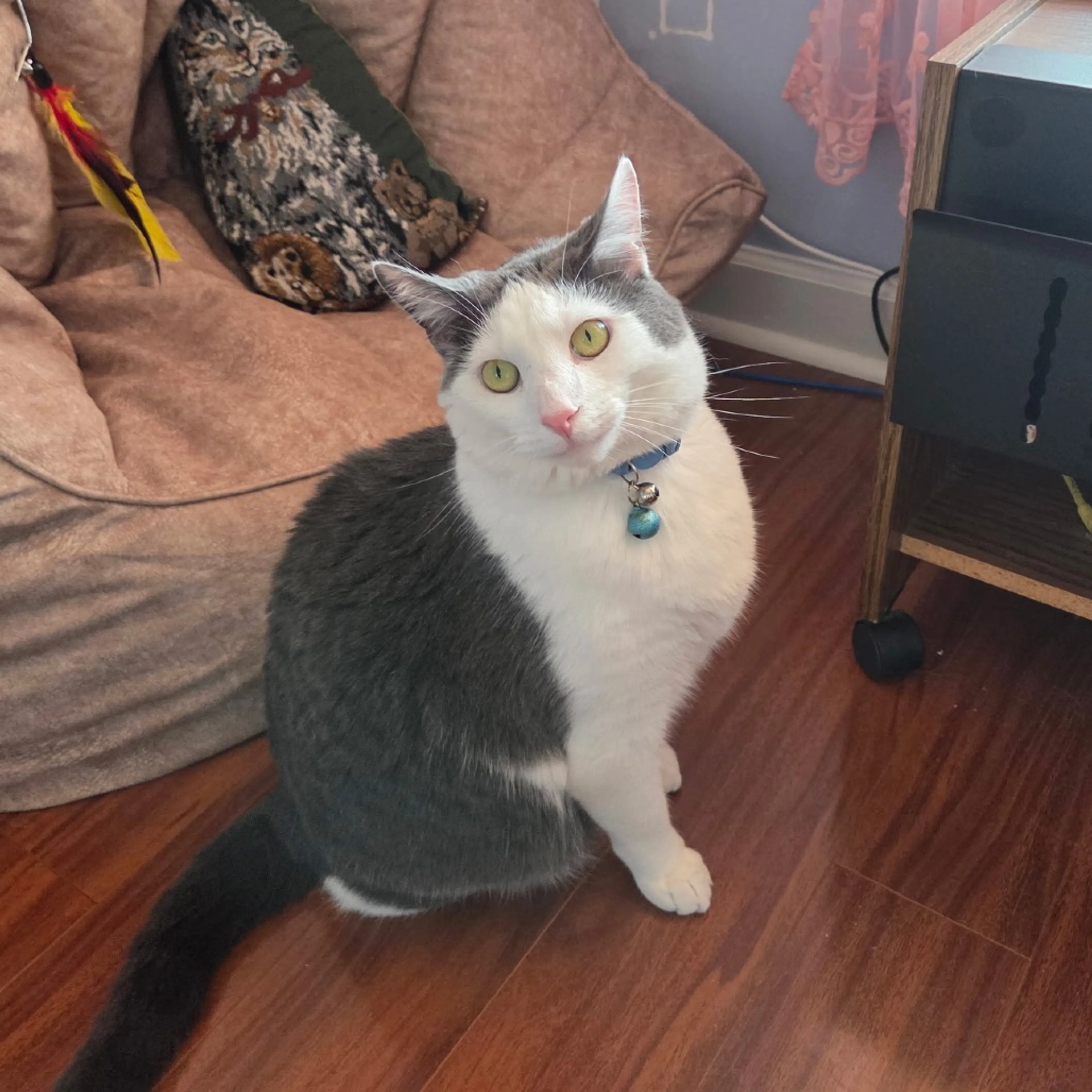 Found pet-0