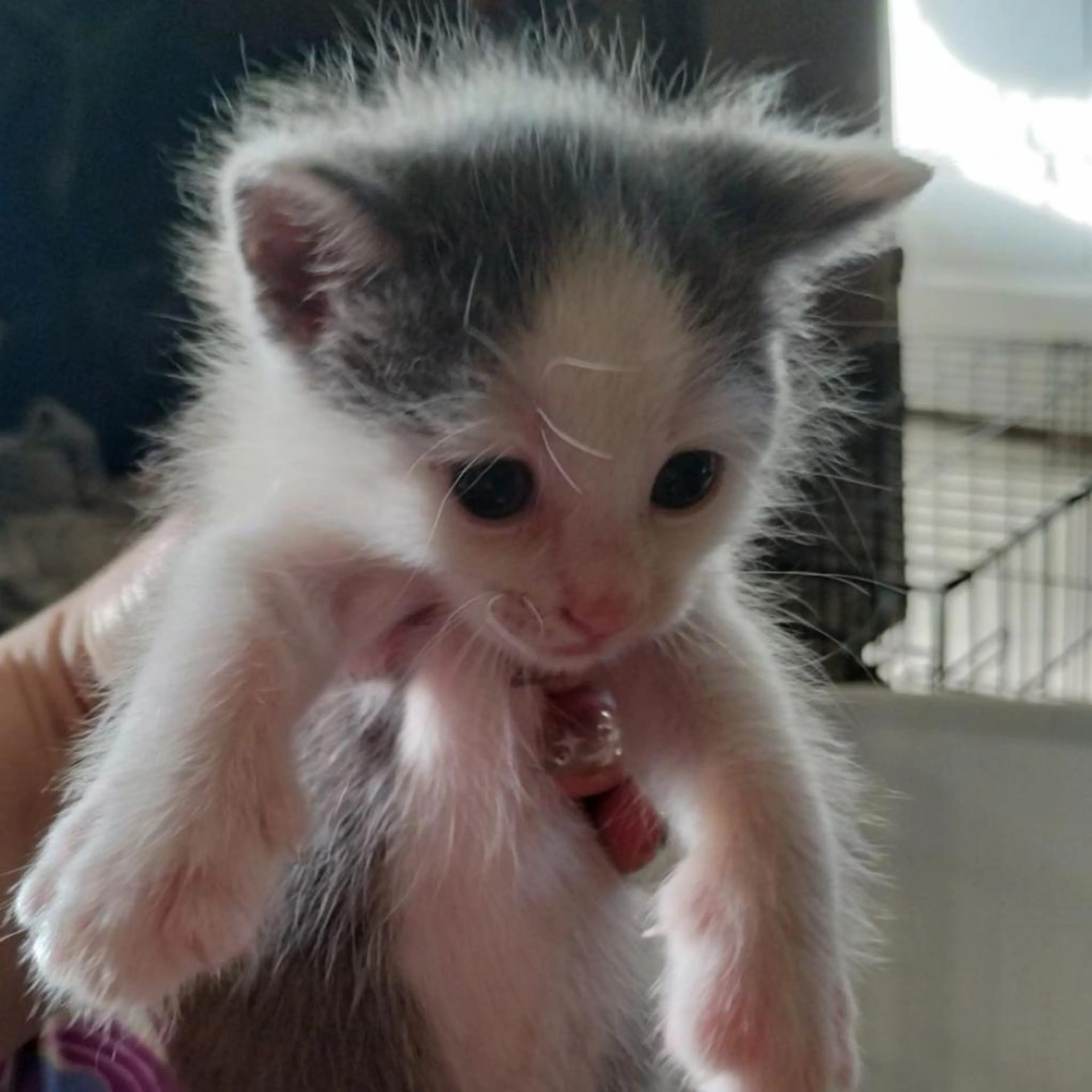 Found pet-3