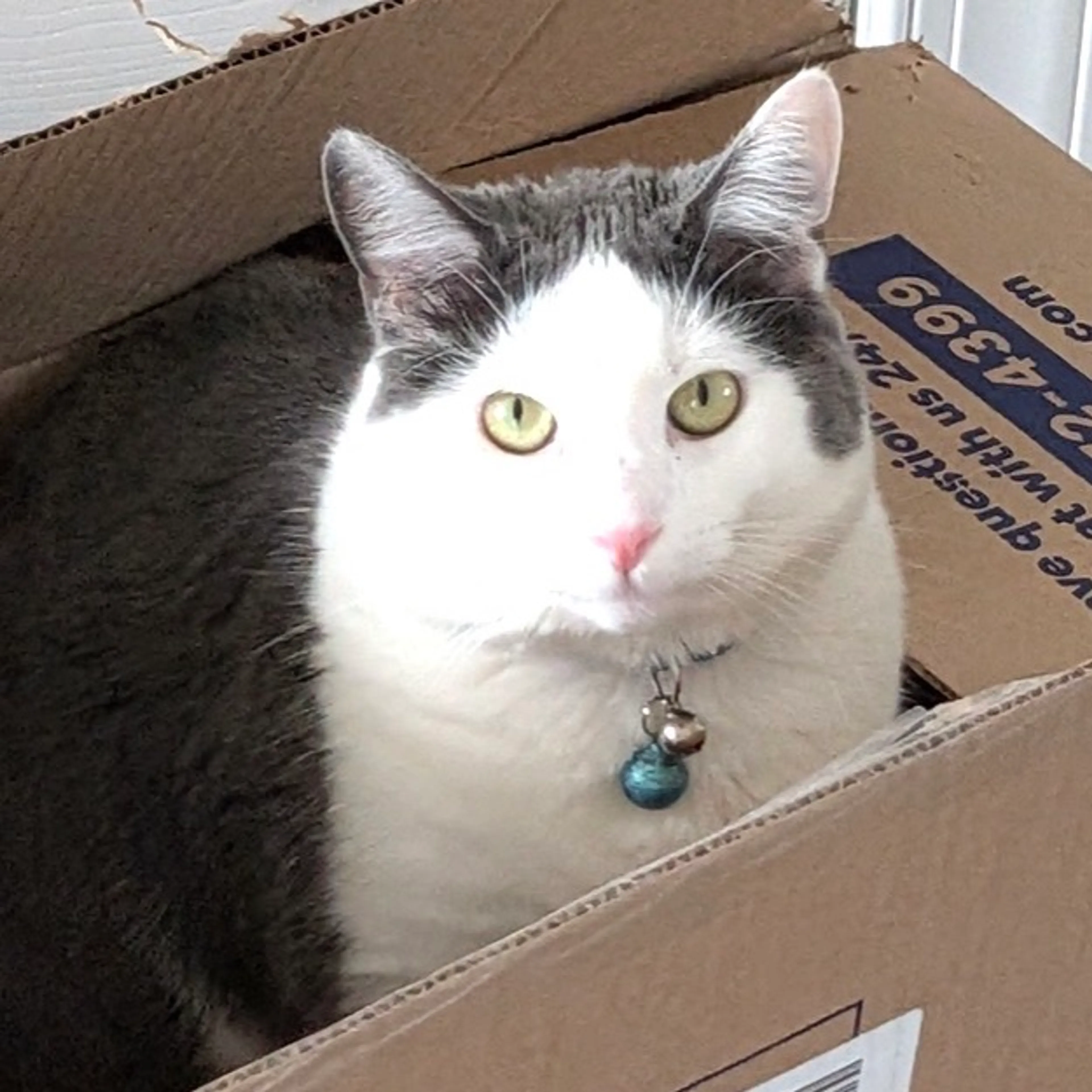 Found pet-4