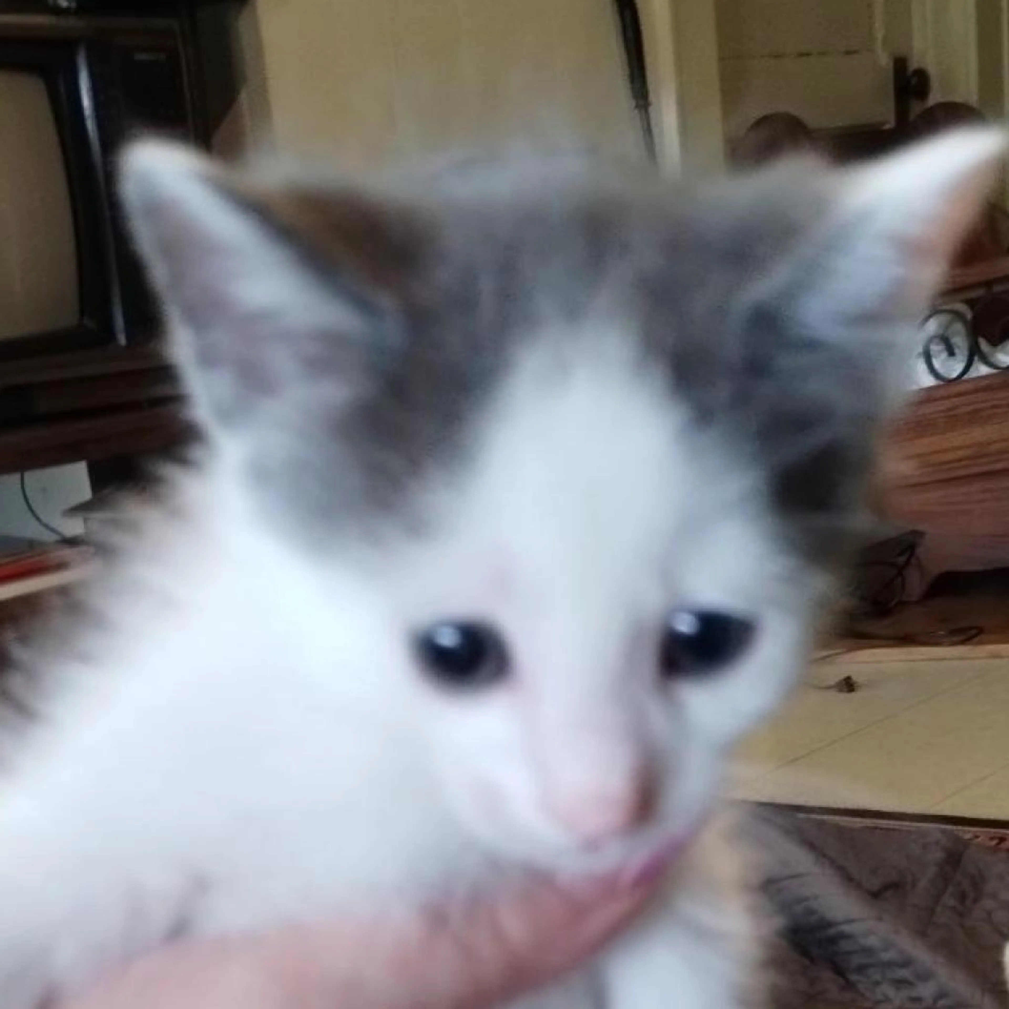 Found pet-2