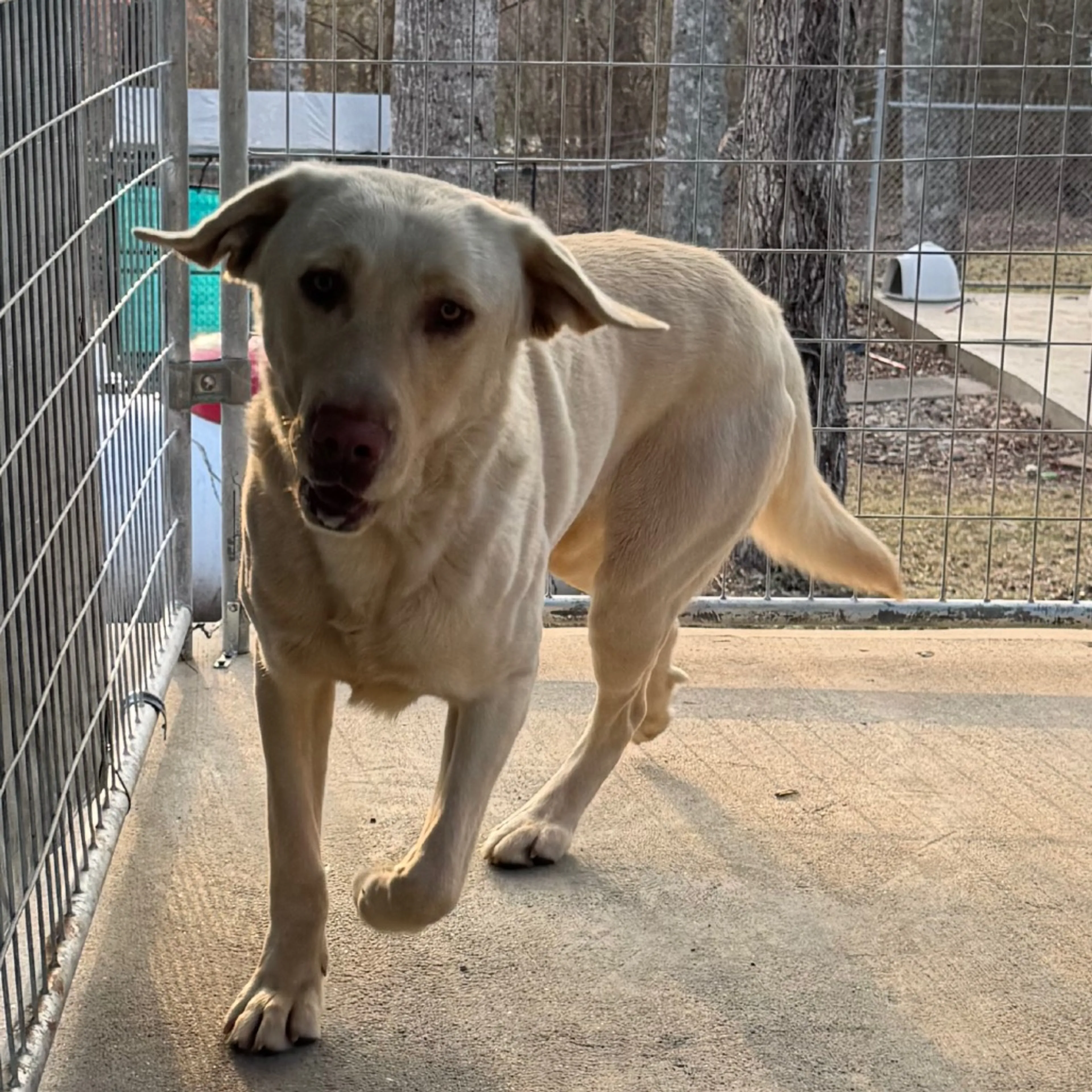 Found pet-1