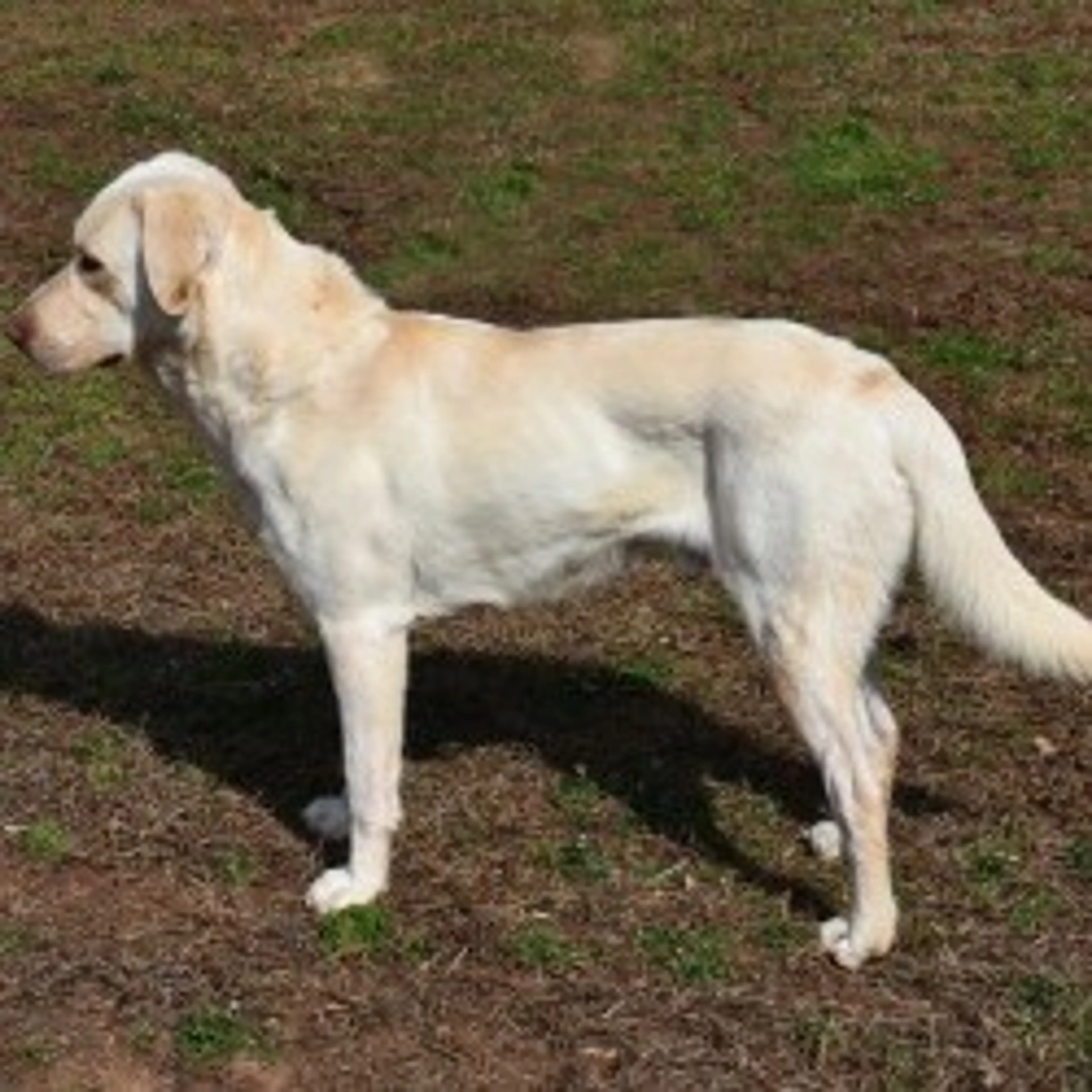 Found pet-3