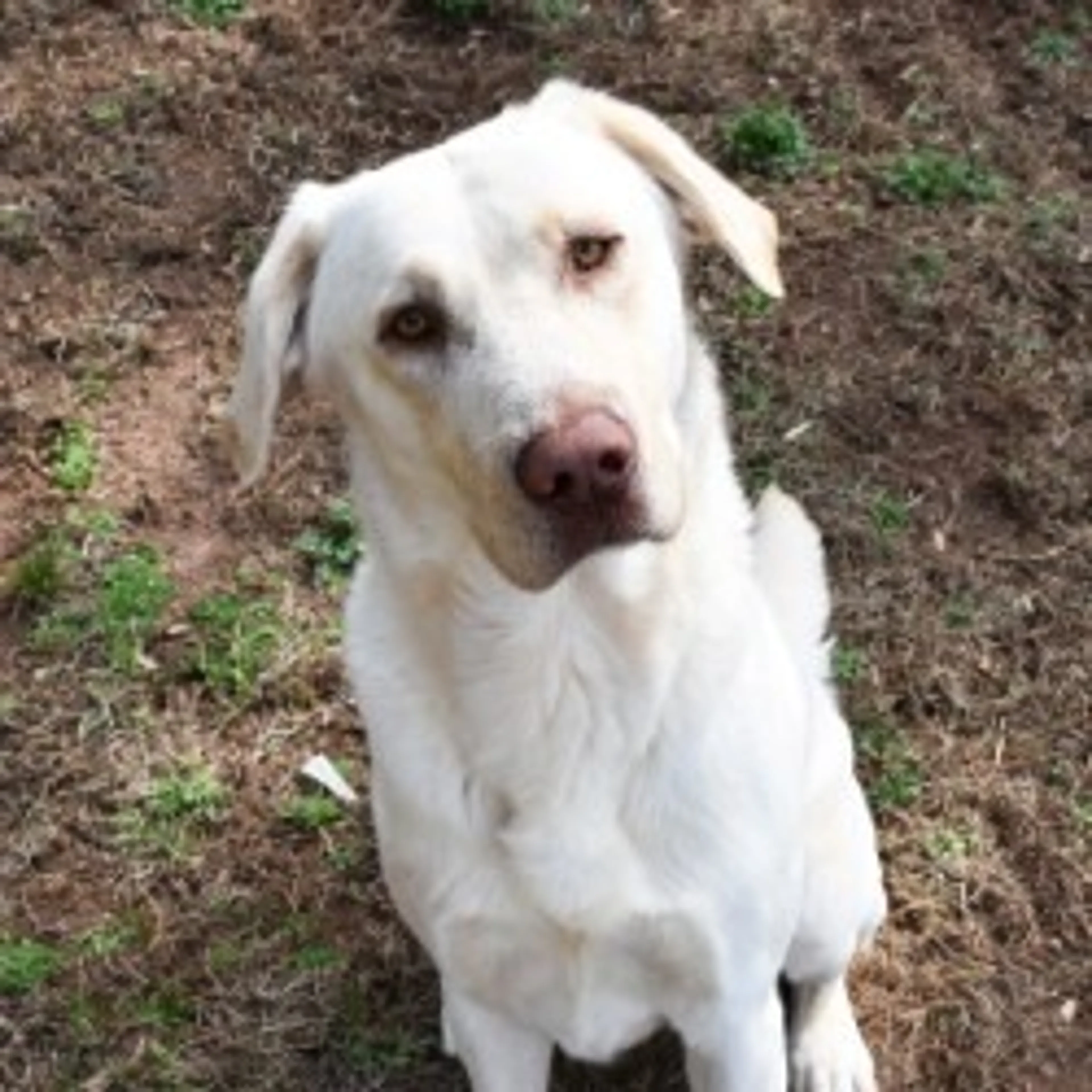 Found pet-2