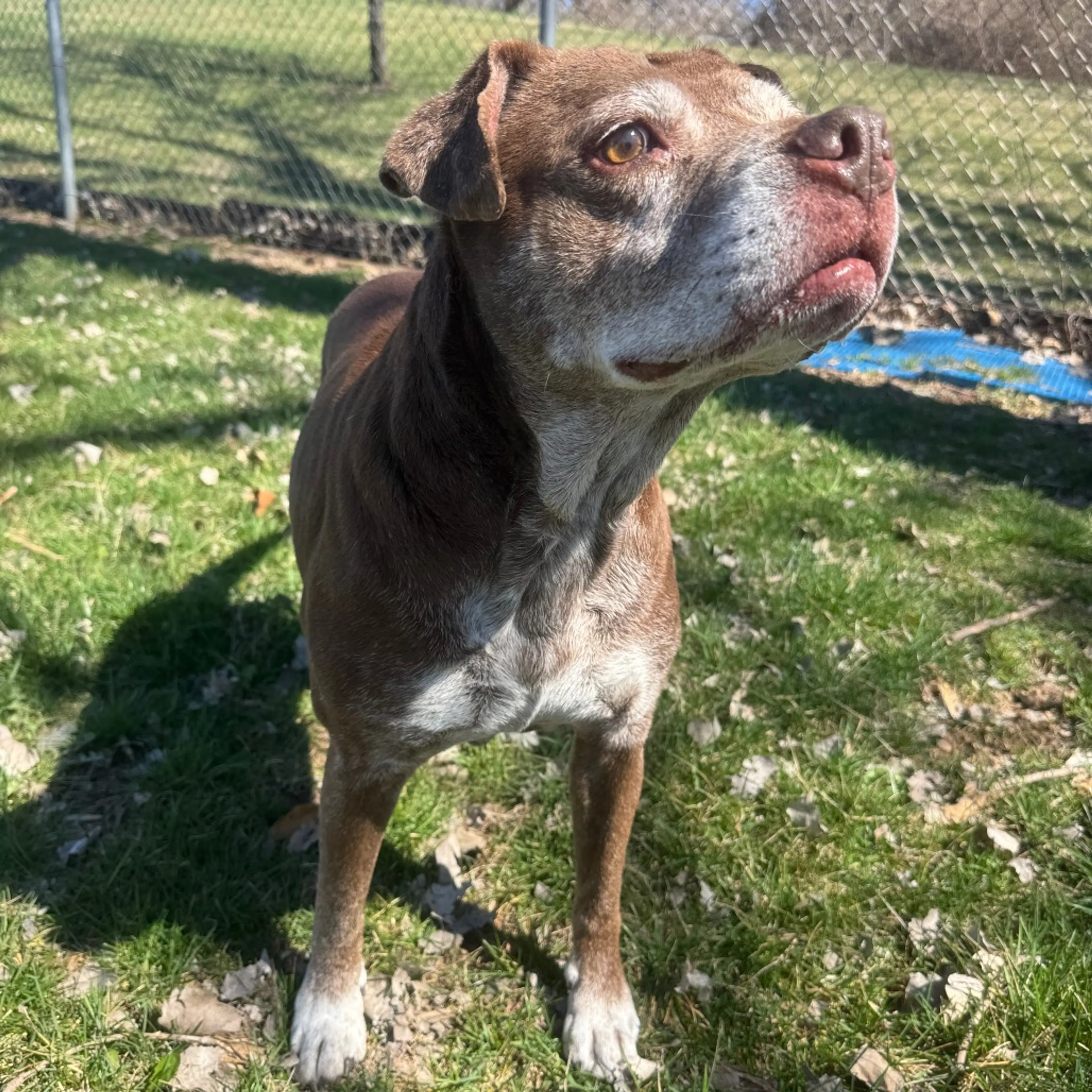Found pet-2