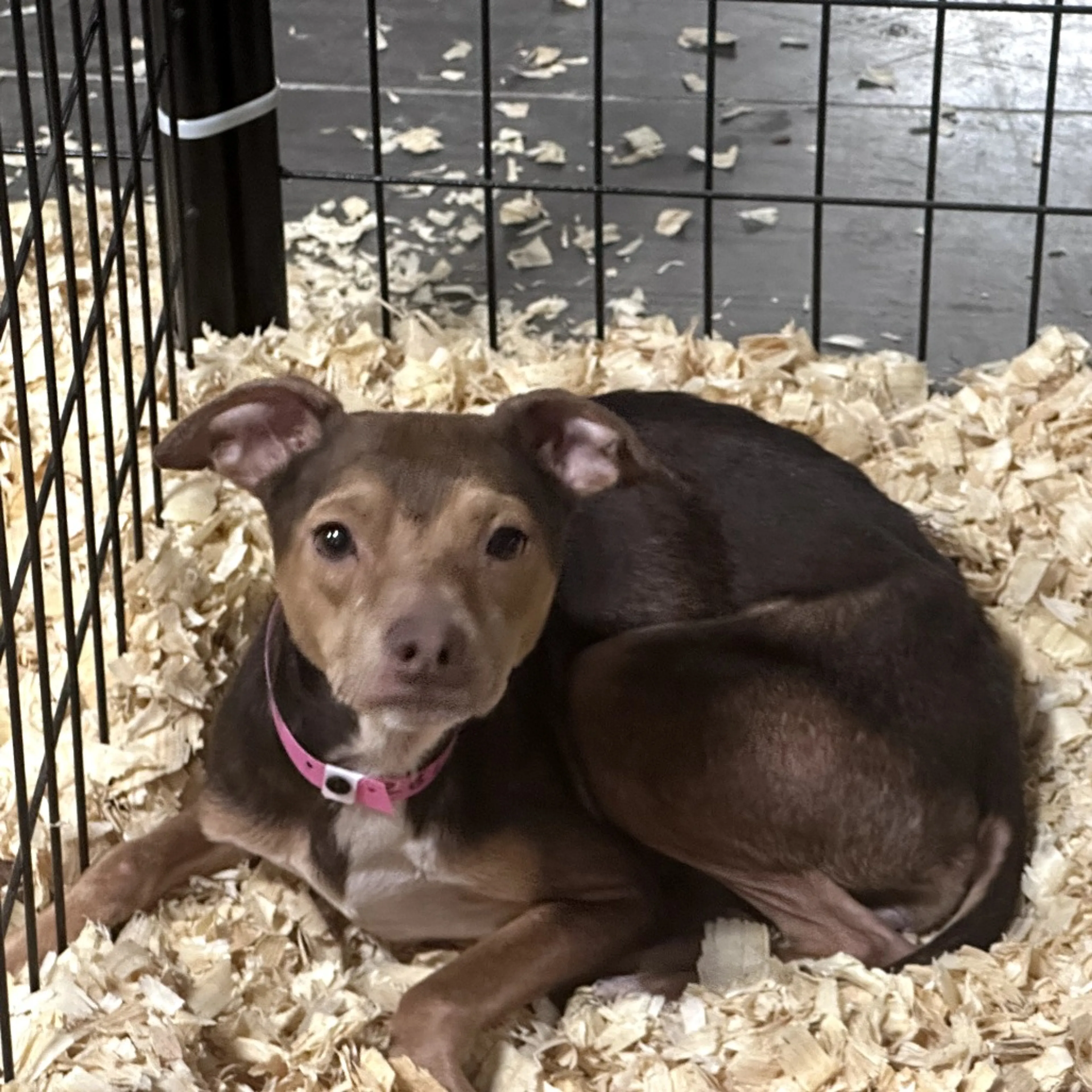 Found pet-1