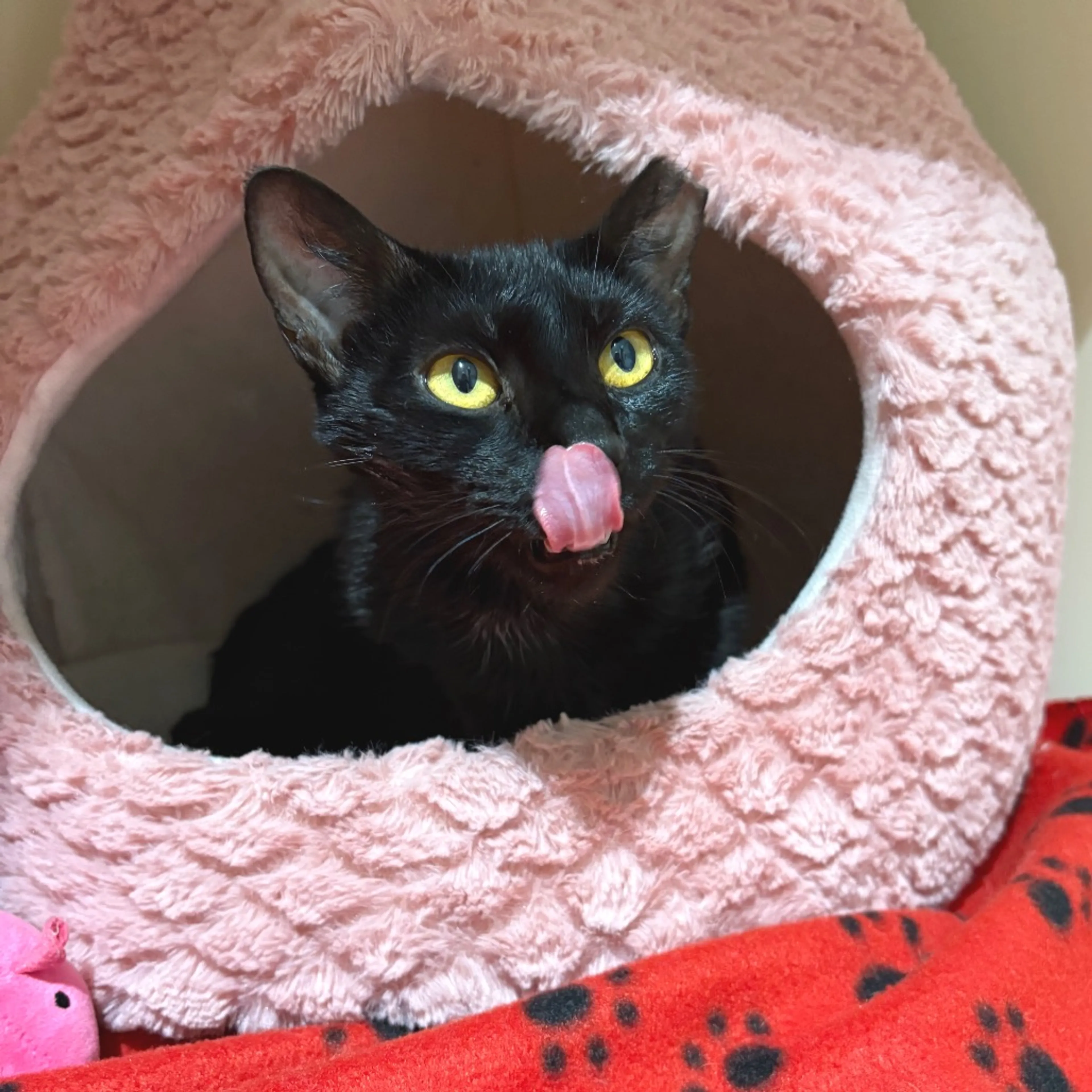 Found pet-5
