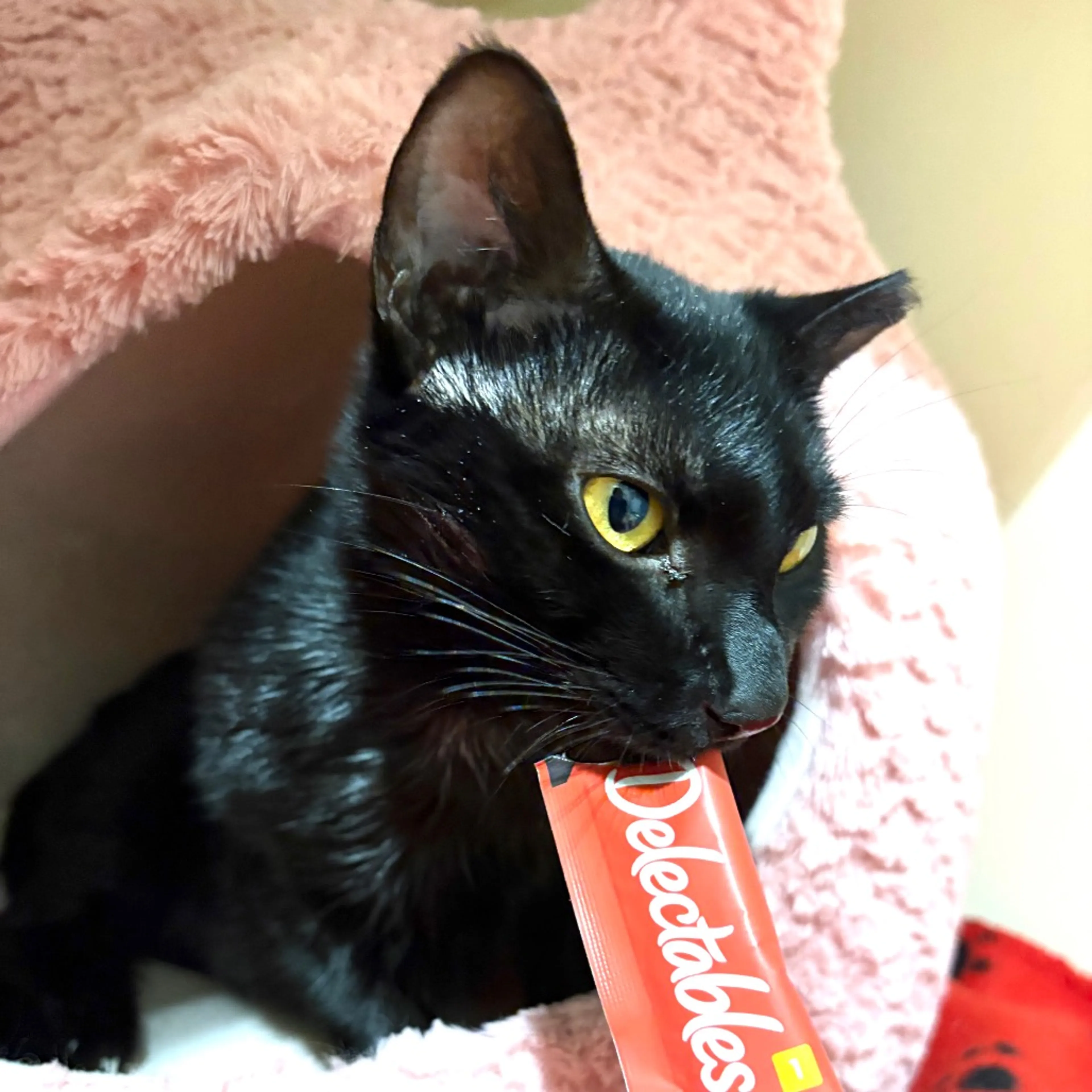 Found pet-2