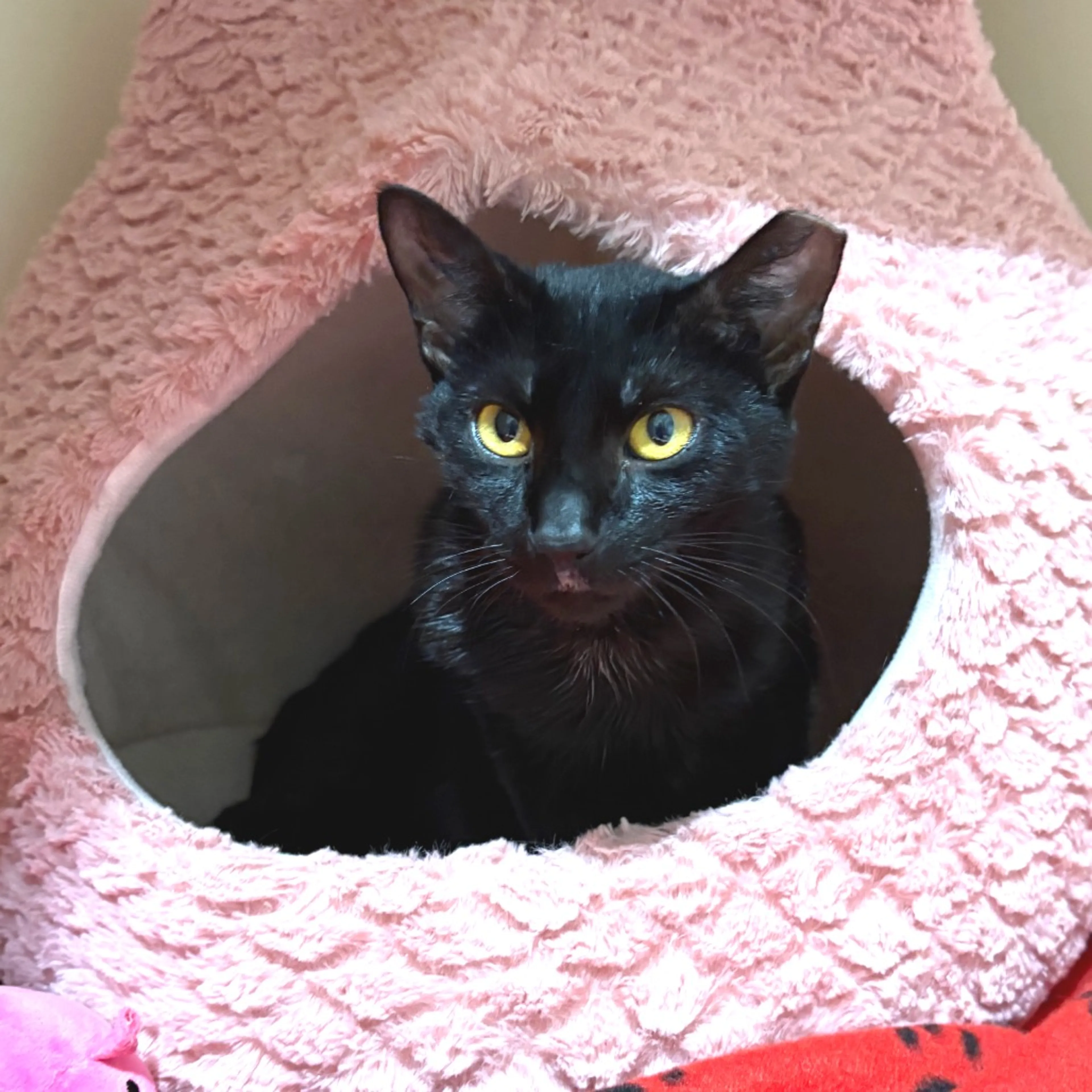 Found pet-1
