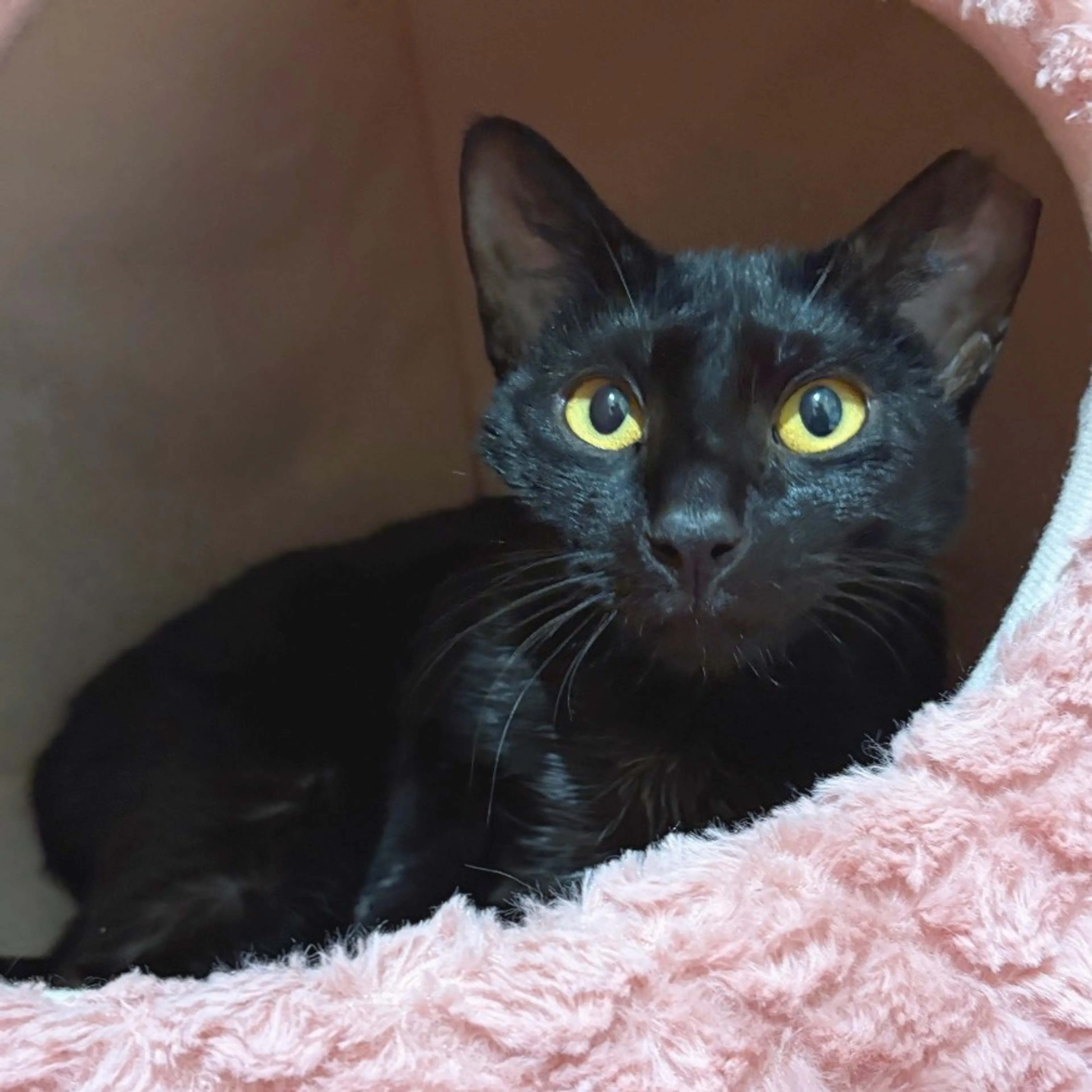 Found pet-4