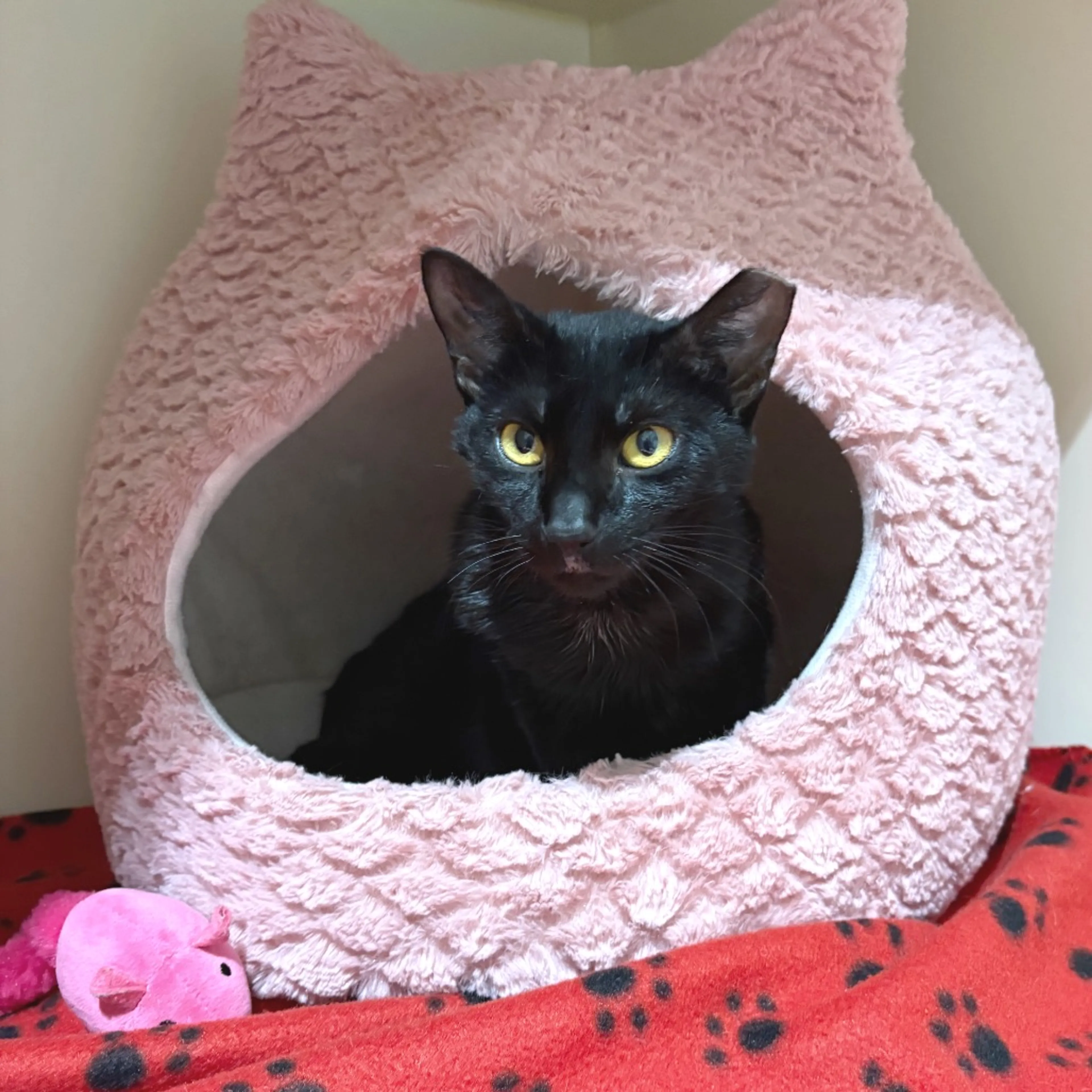 Found pet-3