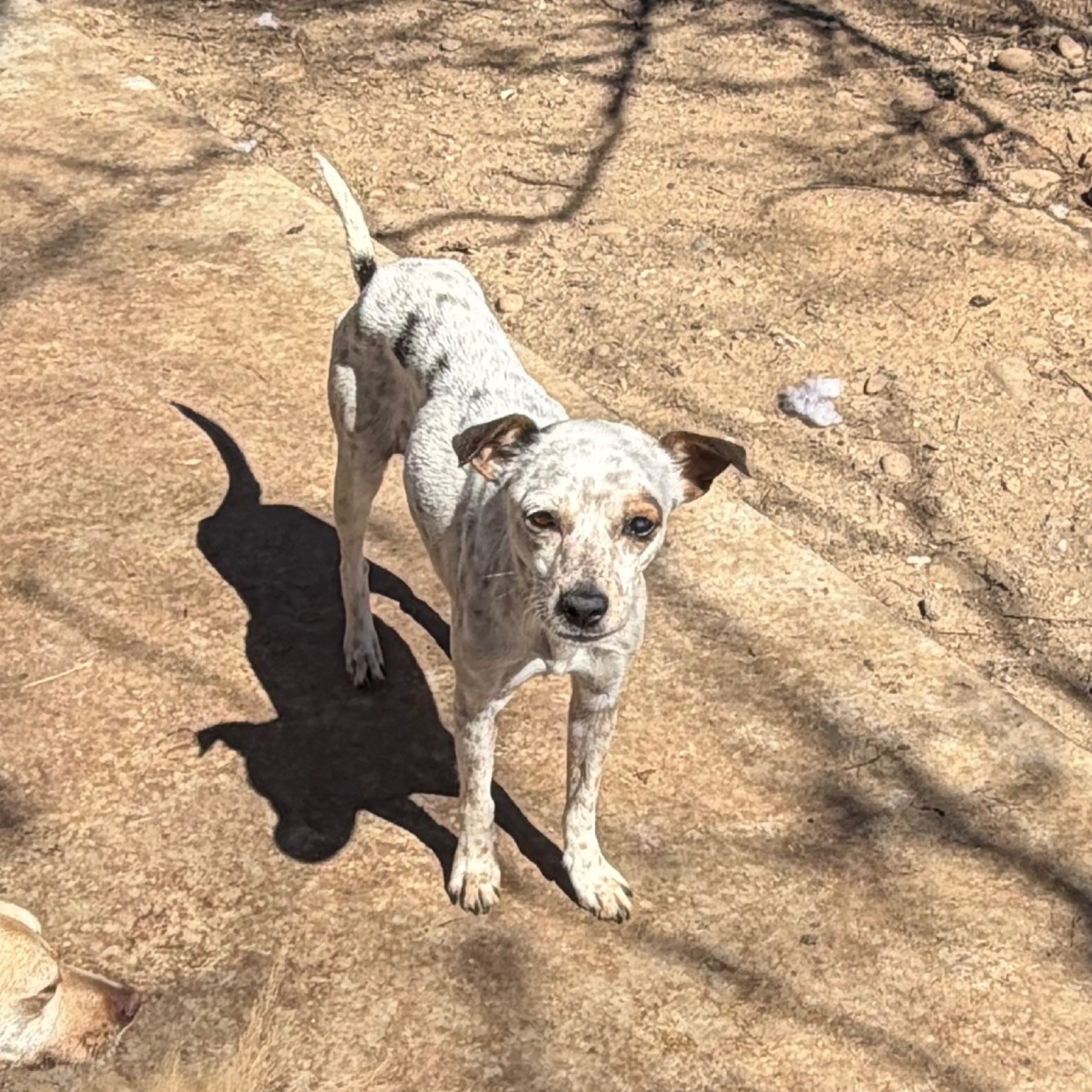 Found pet-2
