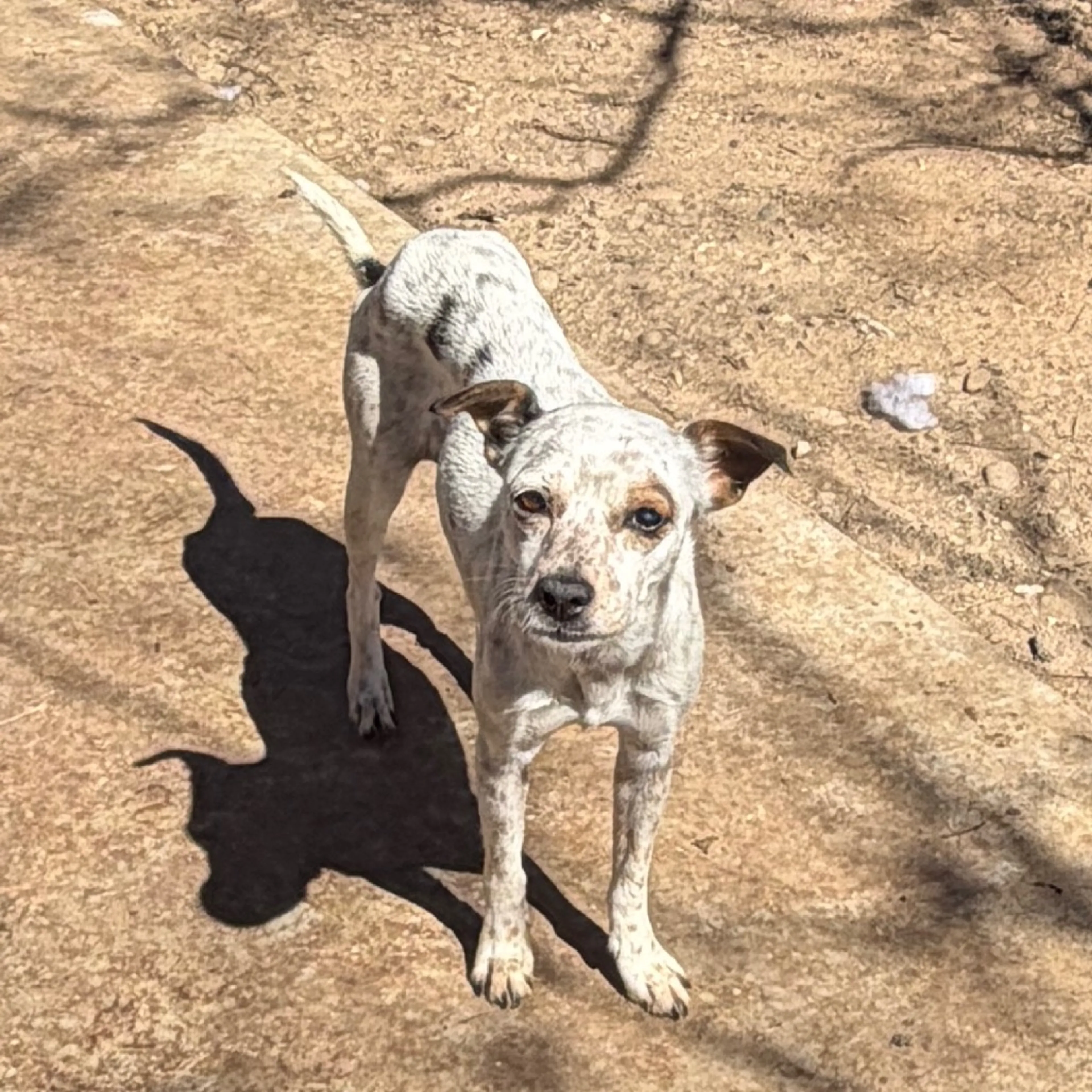 Found pet-3