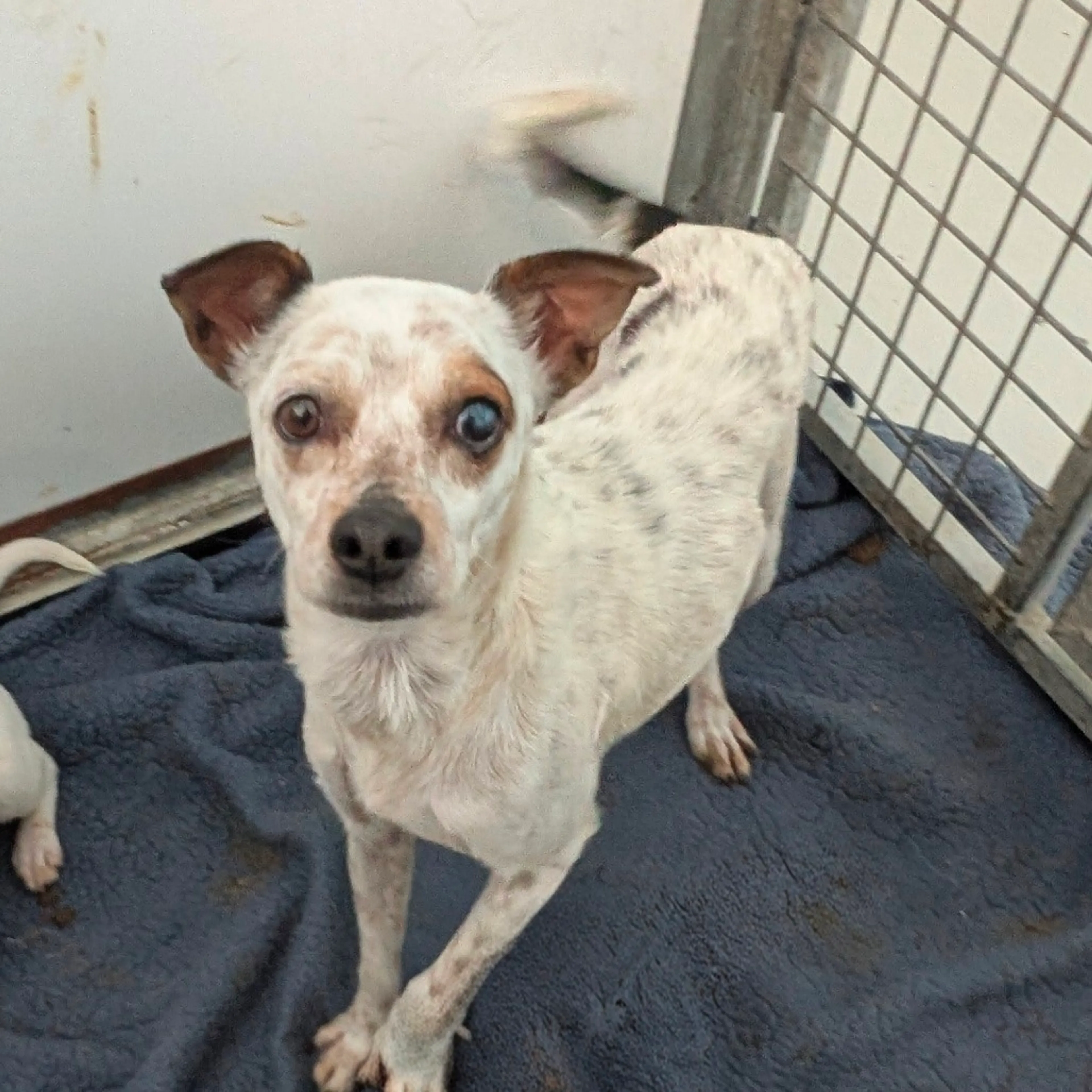 Found pet-1