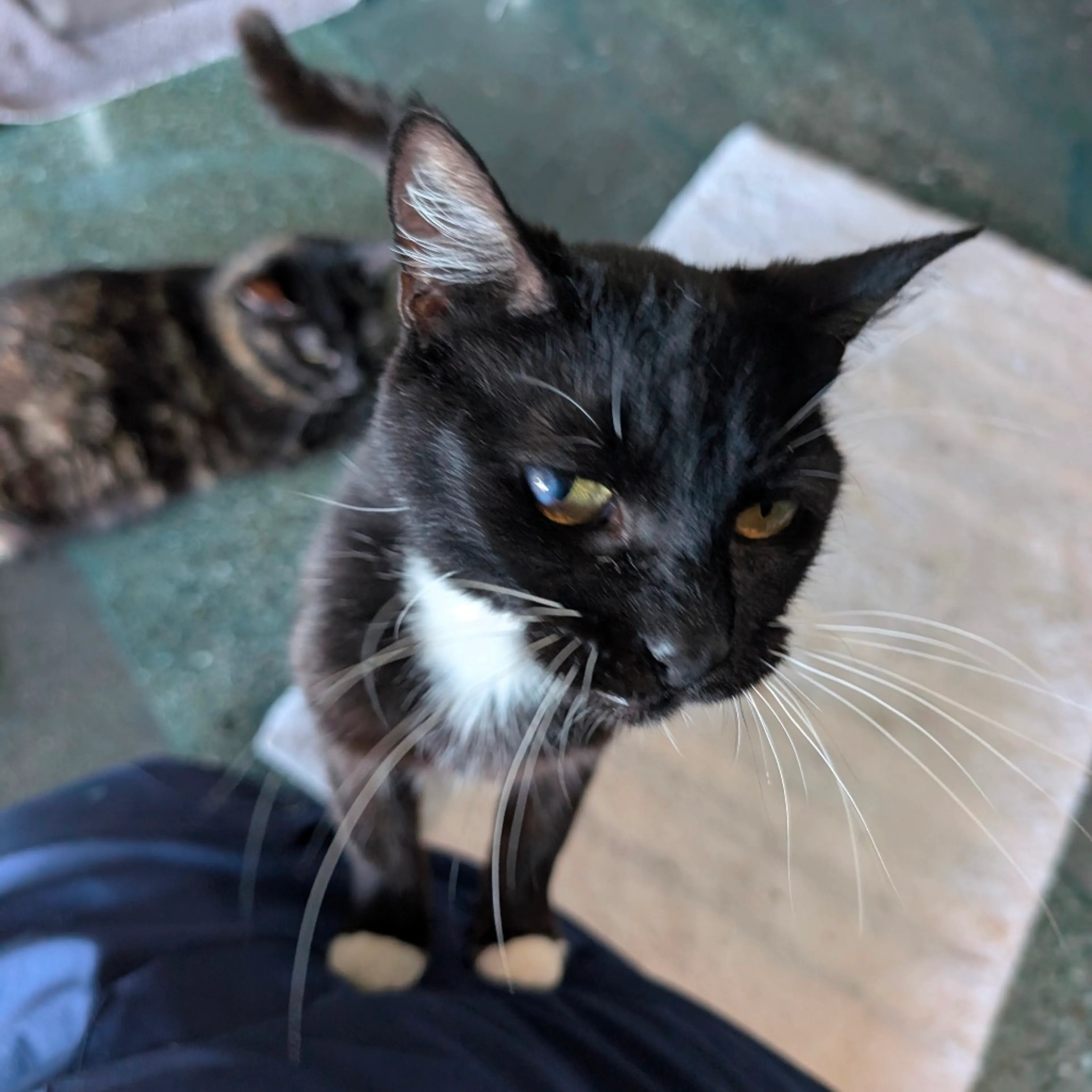 Found pet-2
