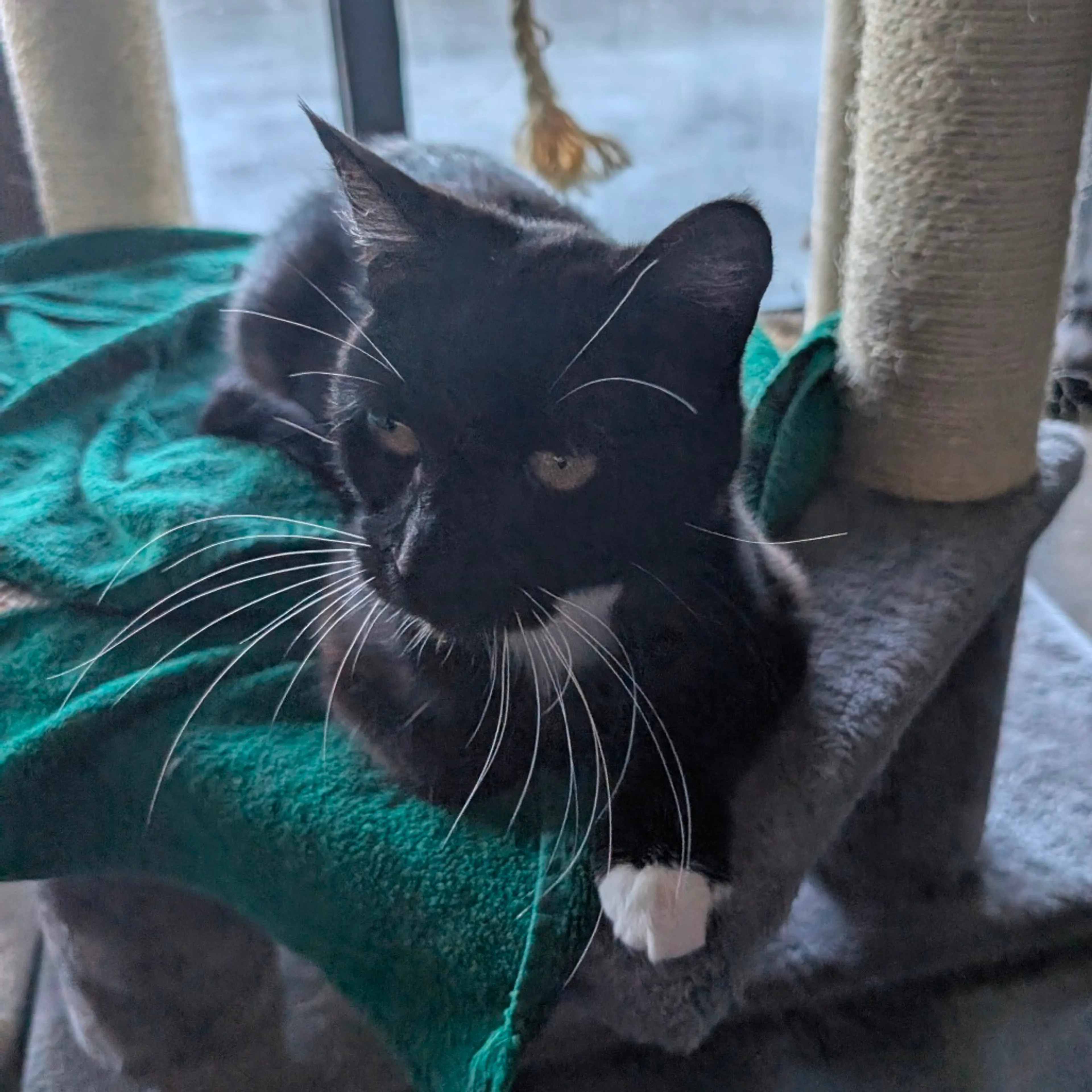 Found pet-3