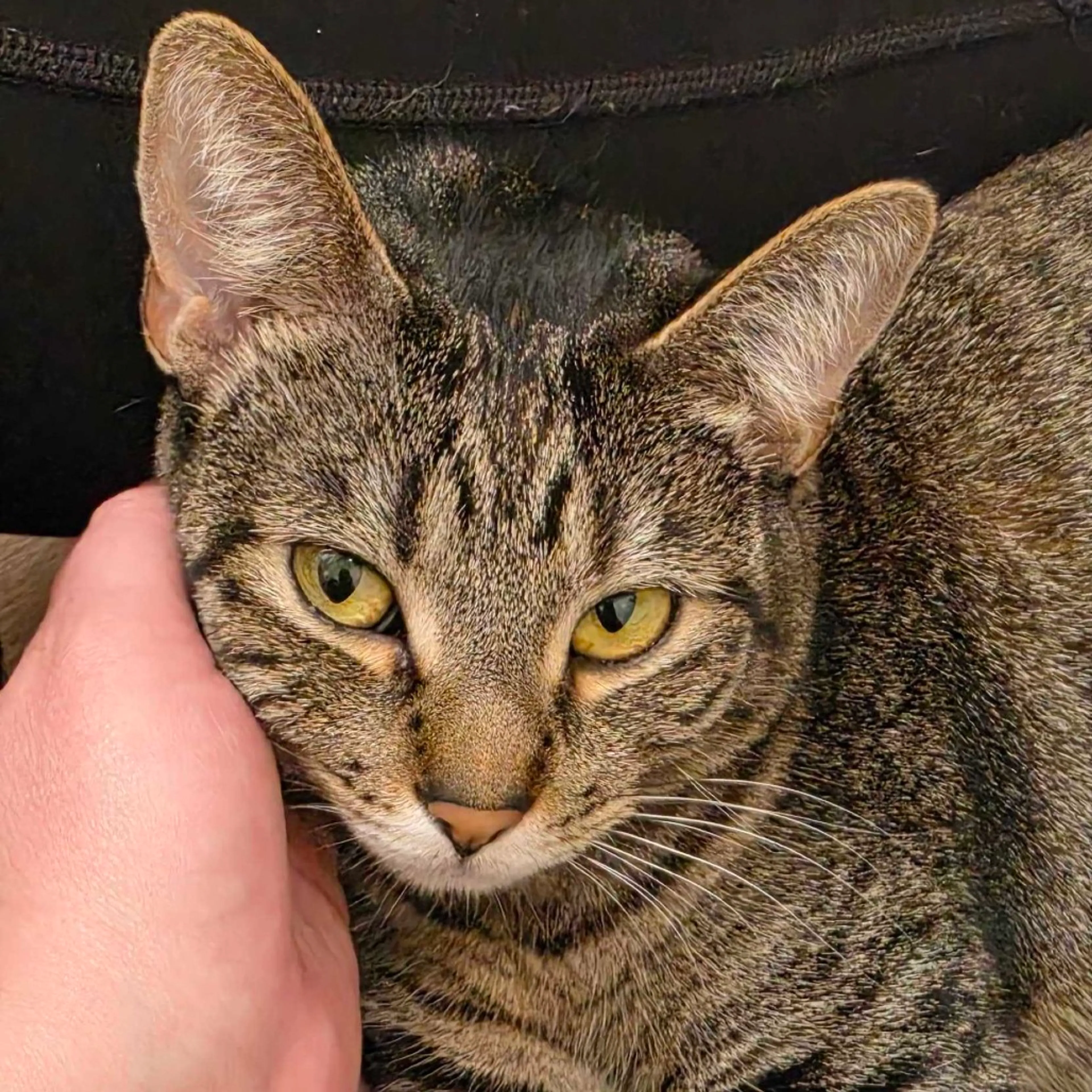 Found pet-2