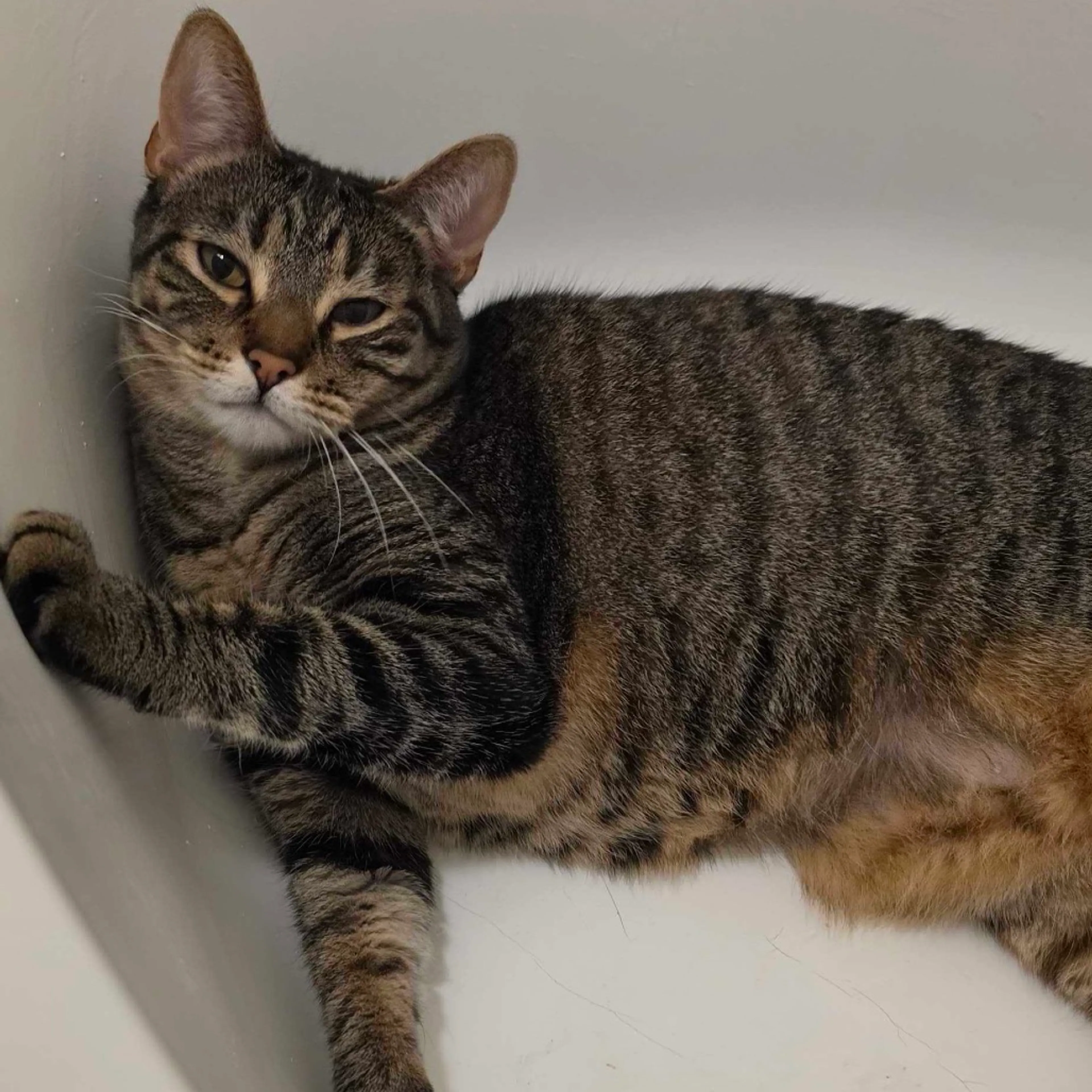 Found pet-0