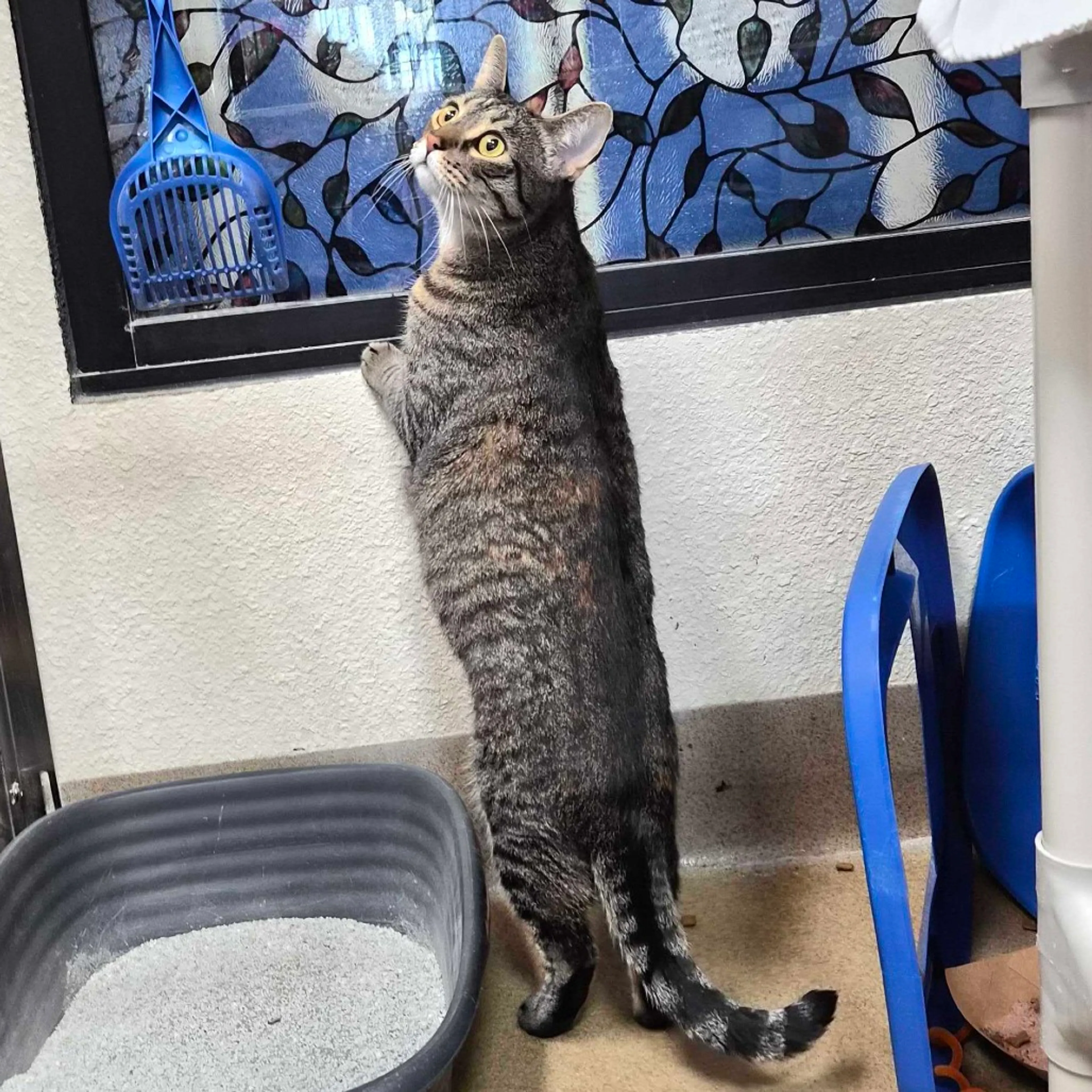 Found pet-3