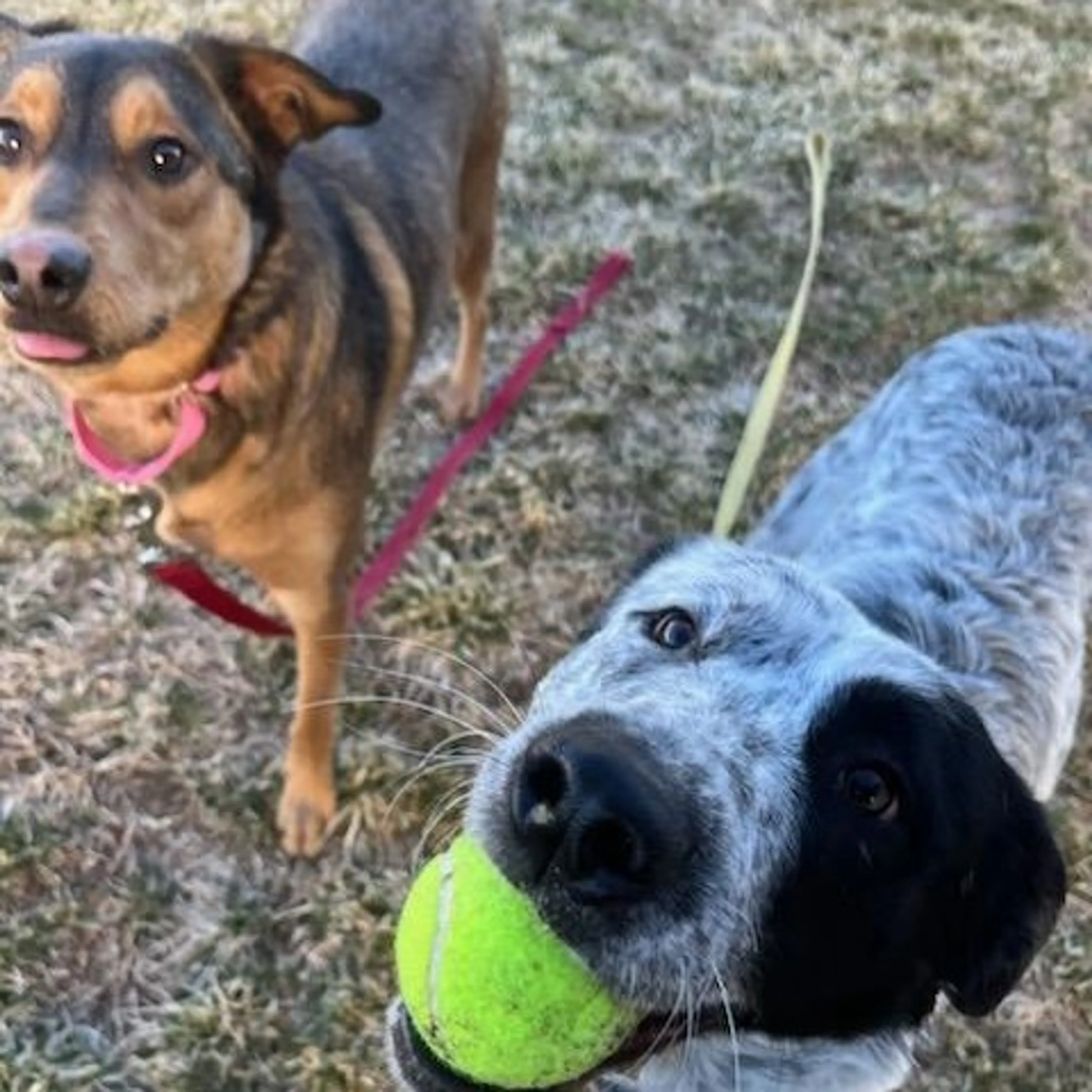 Found pet-1