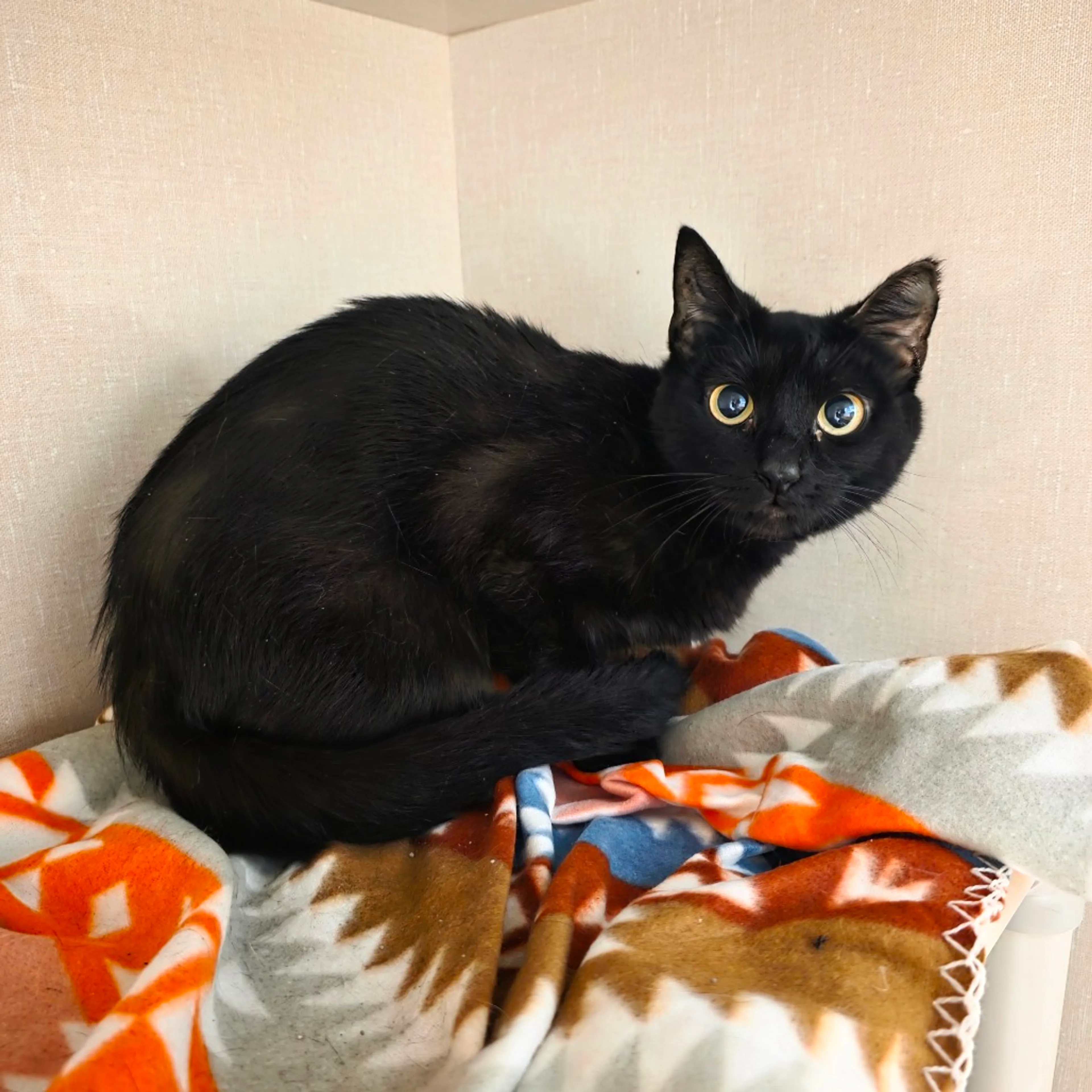 Found pet-2