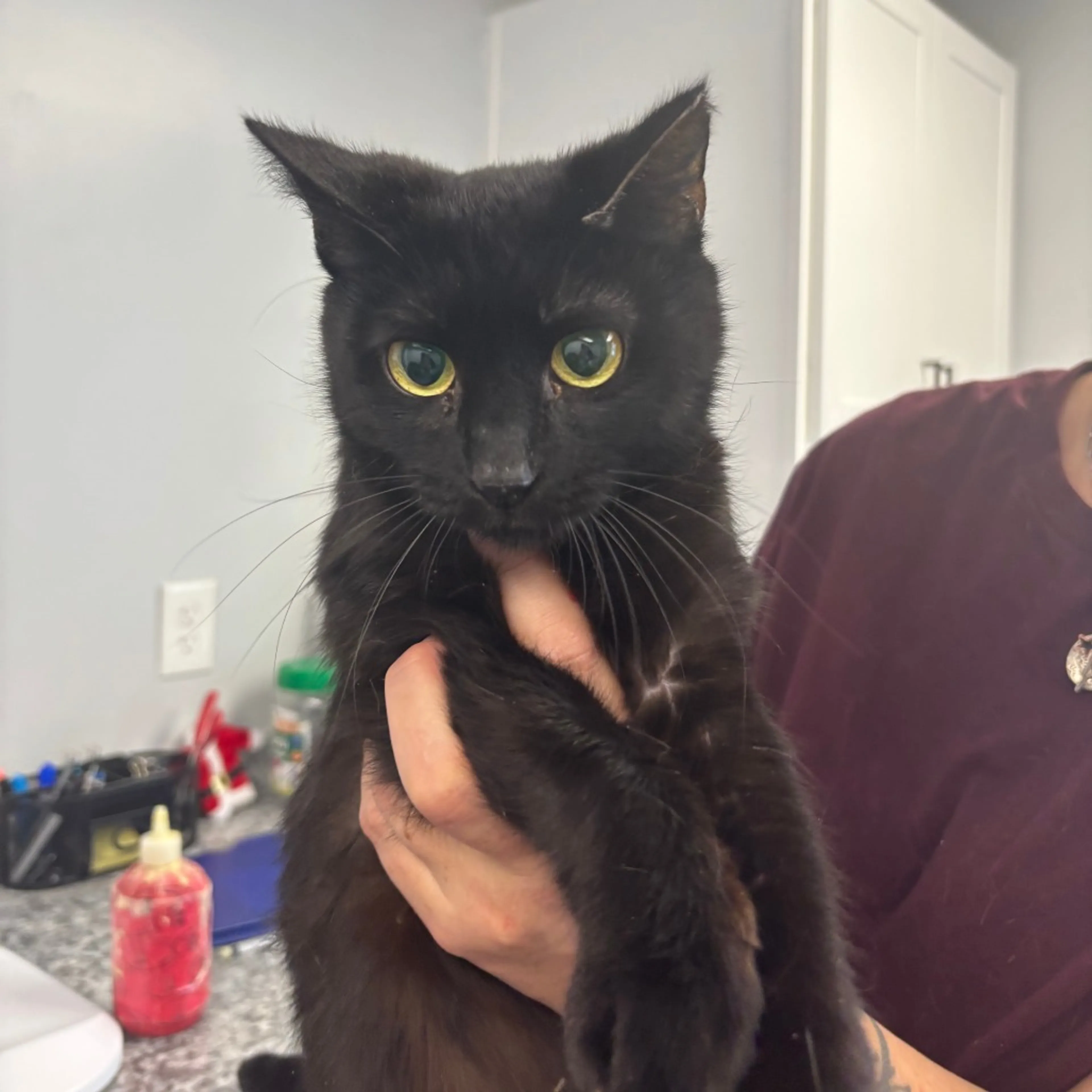 Found pet-1