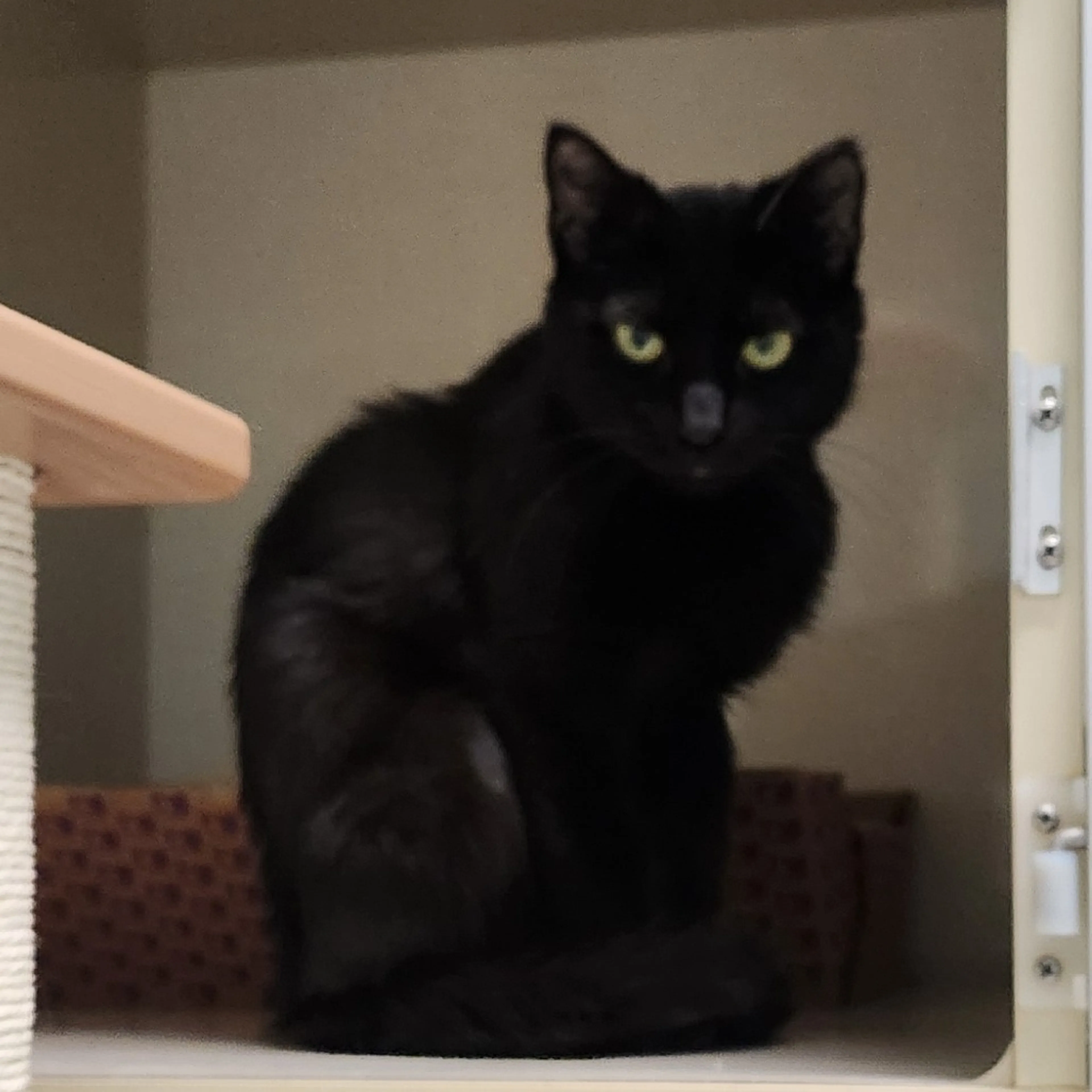 Found pet-3