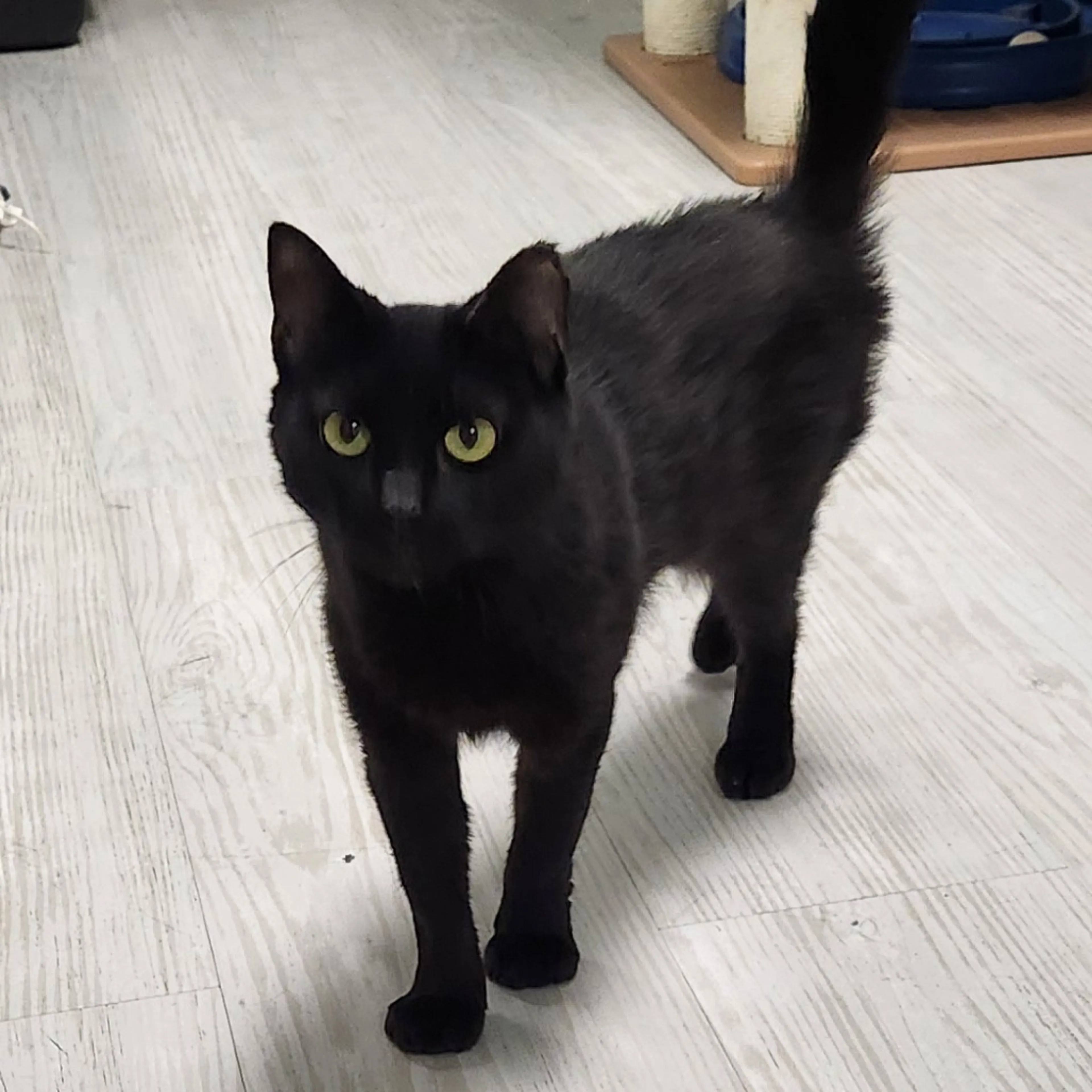 Found pet-0