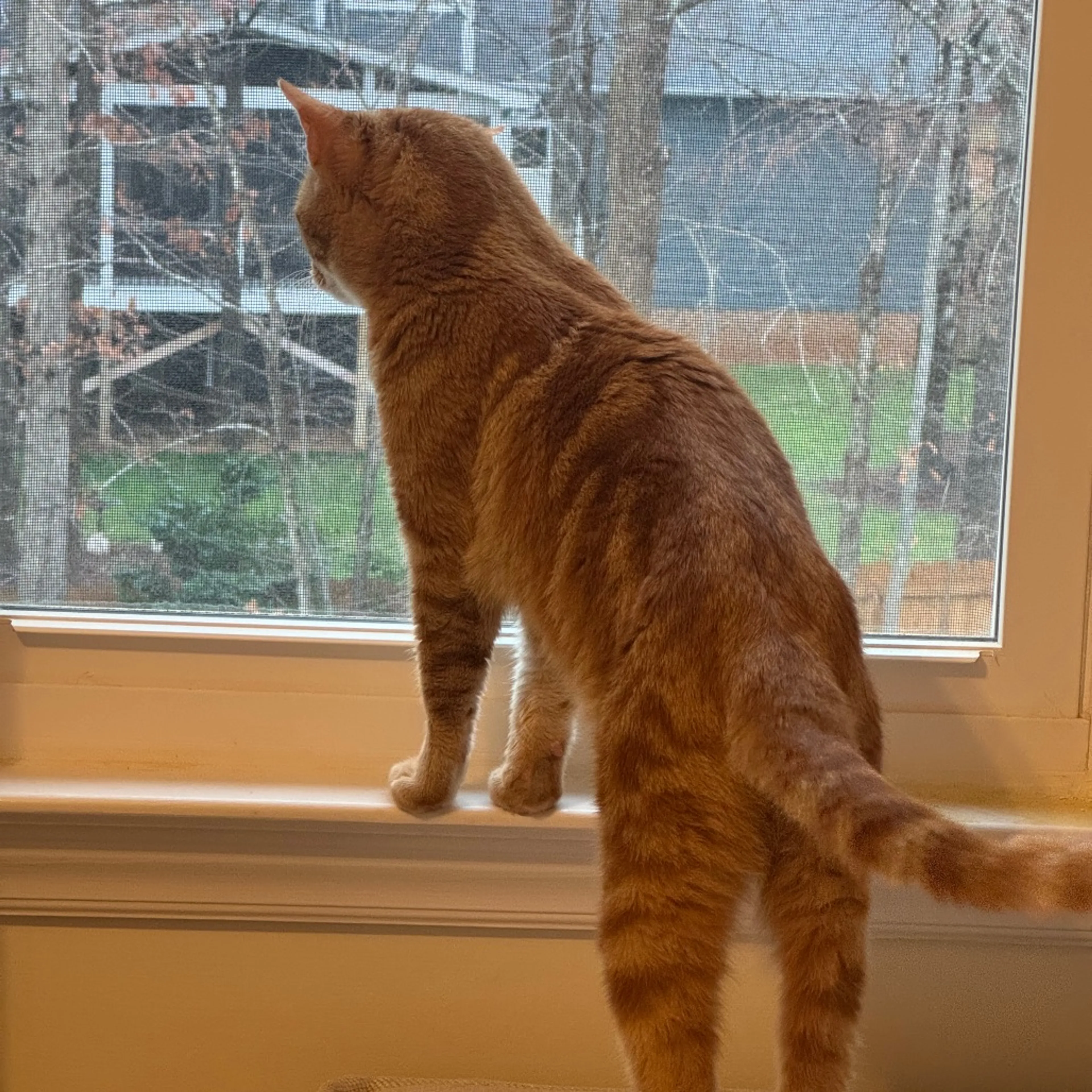 Found pet-2