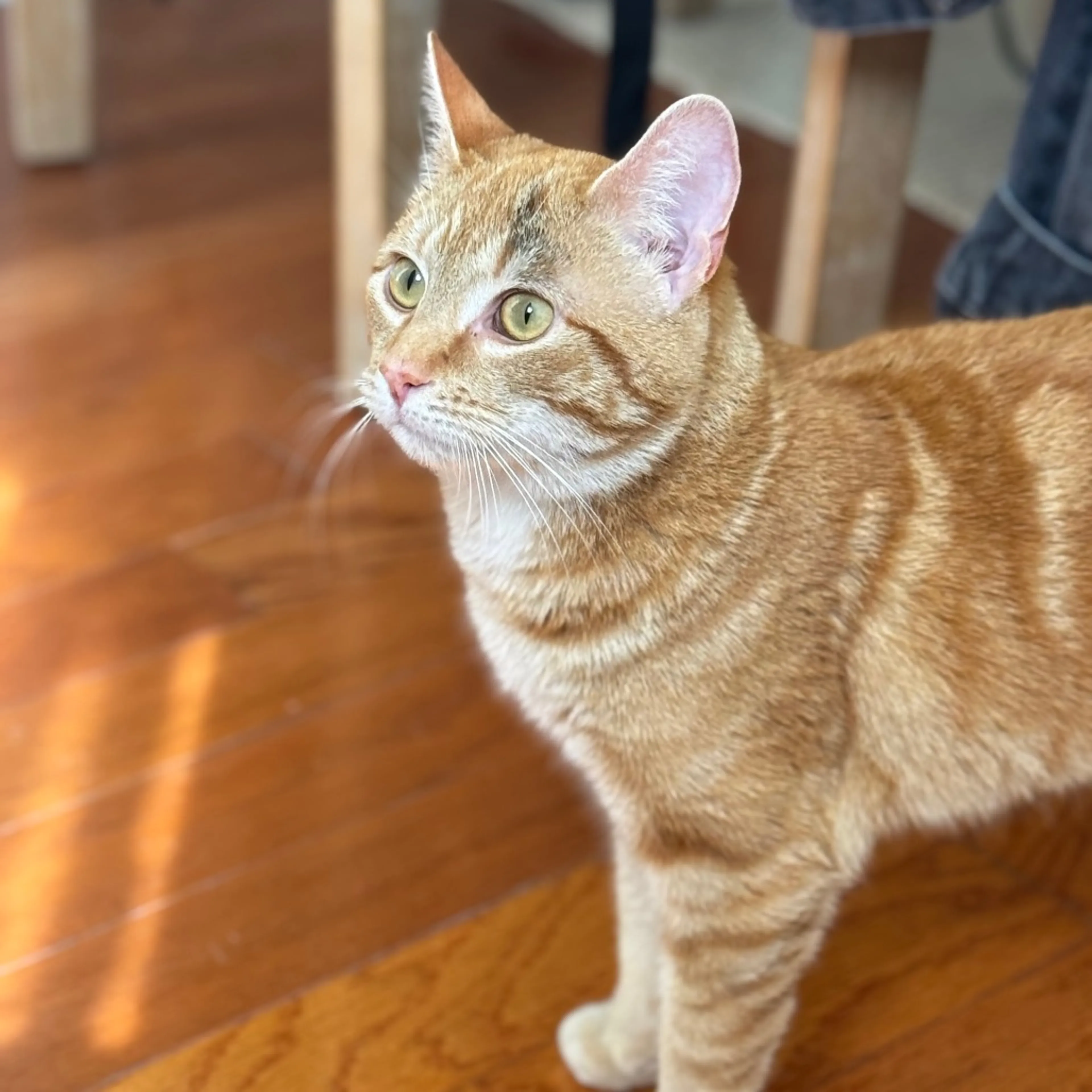 Found pet-0