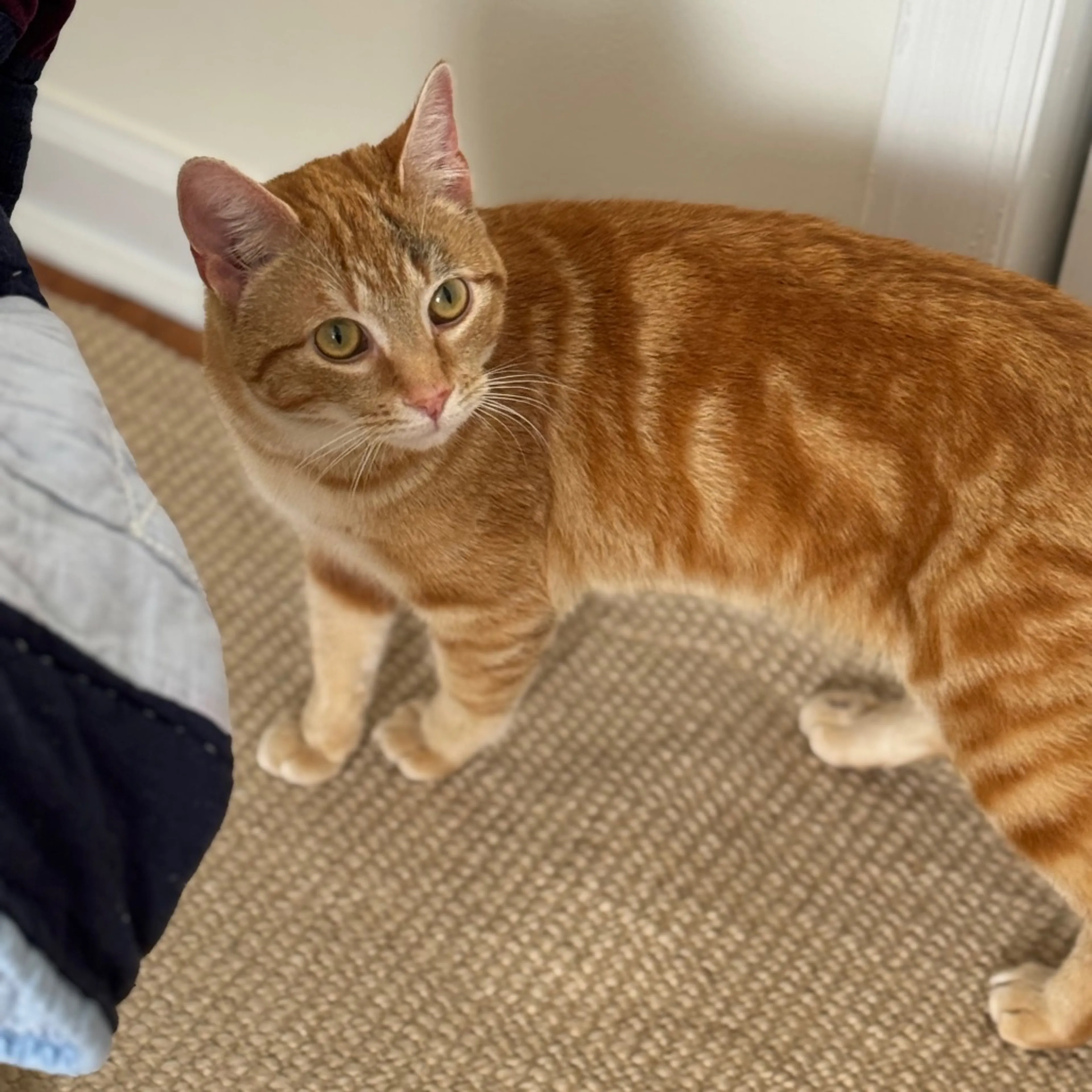 Found pet-1