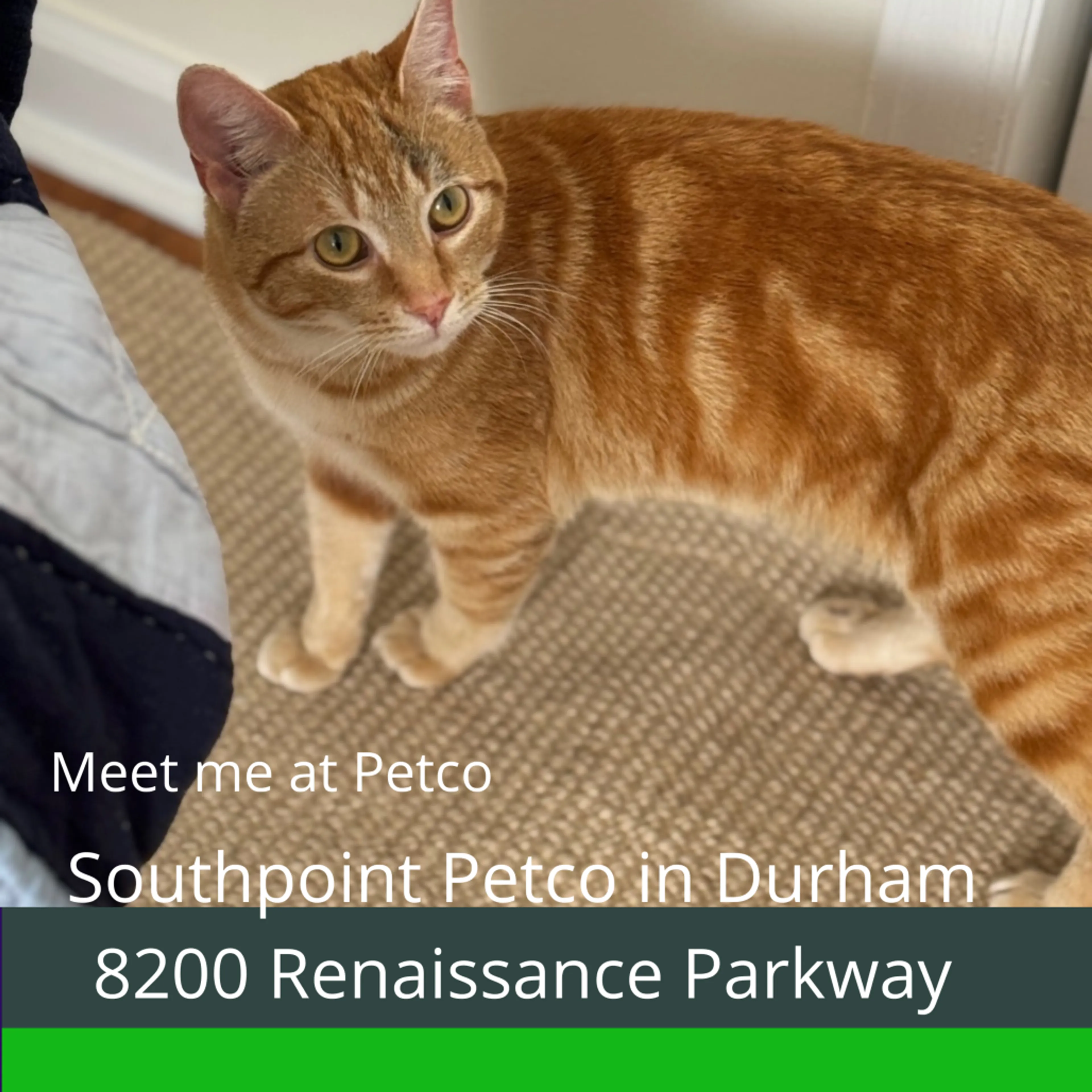 Found pet-3