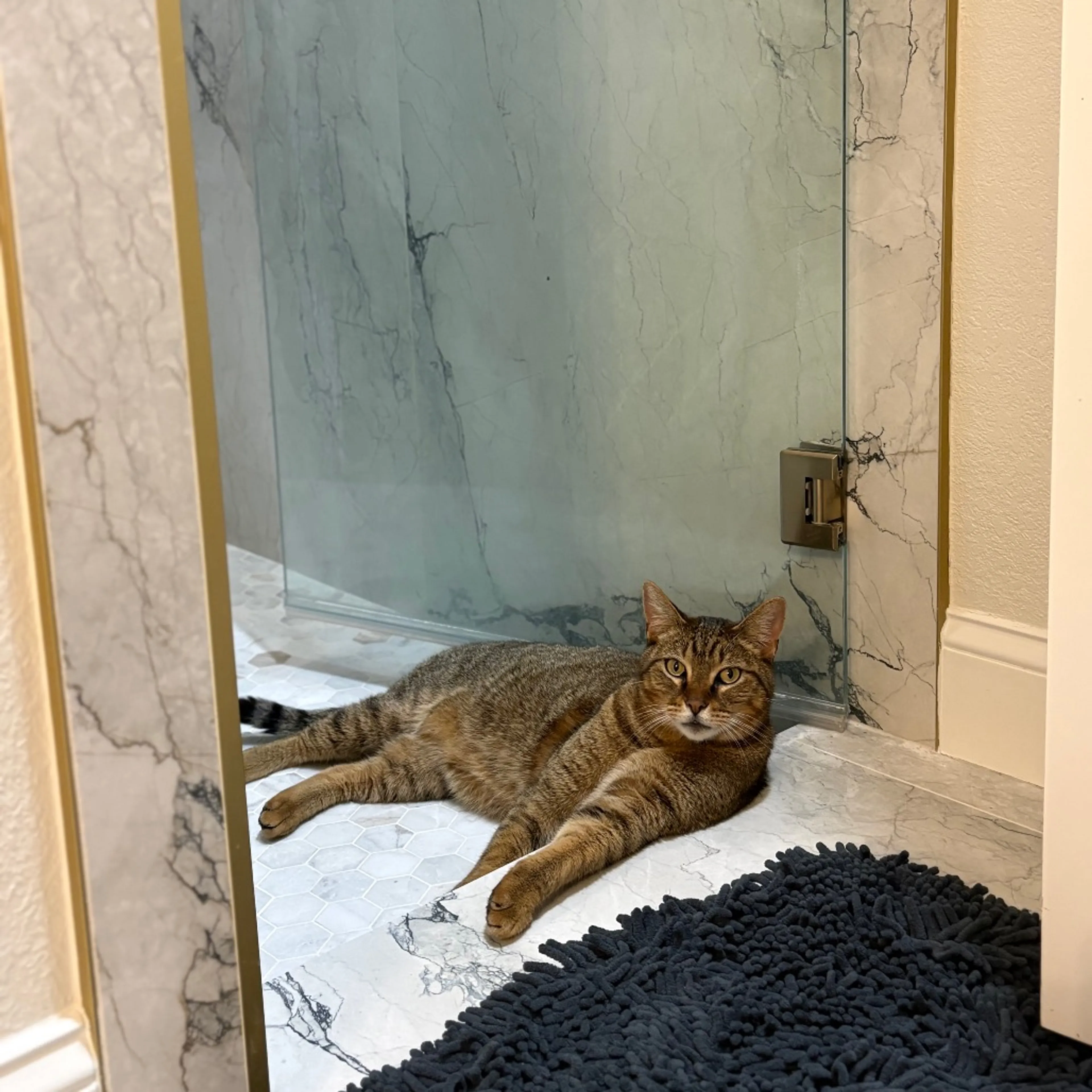 Found pet-8