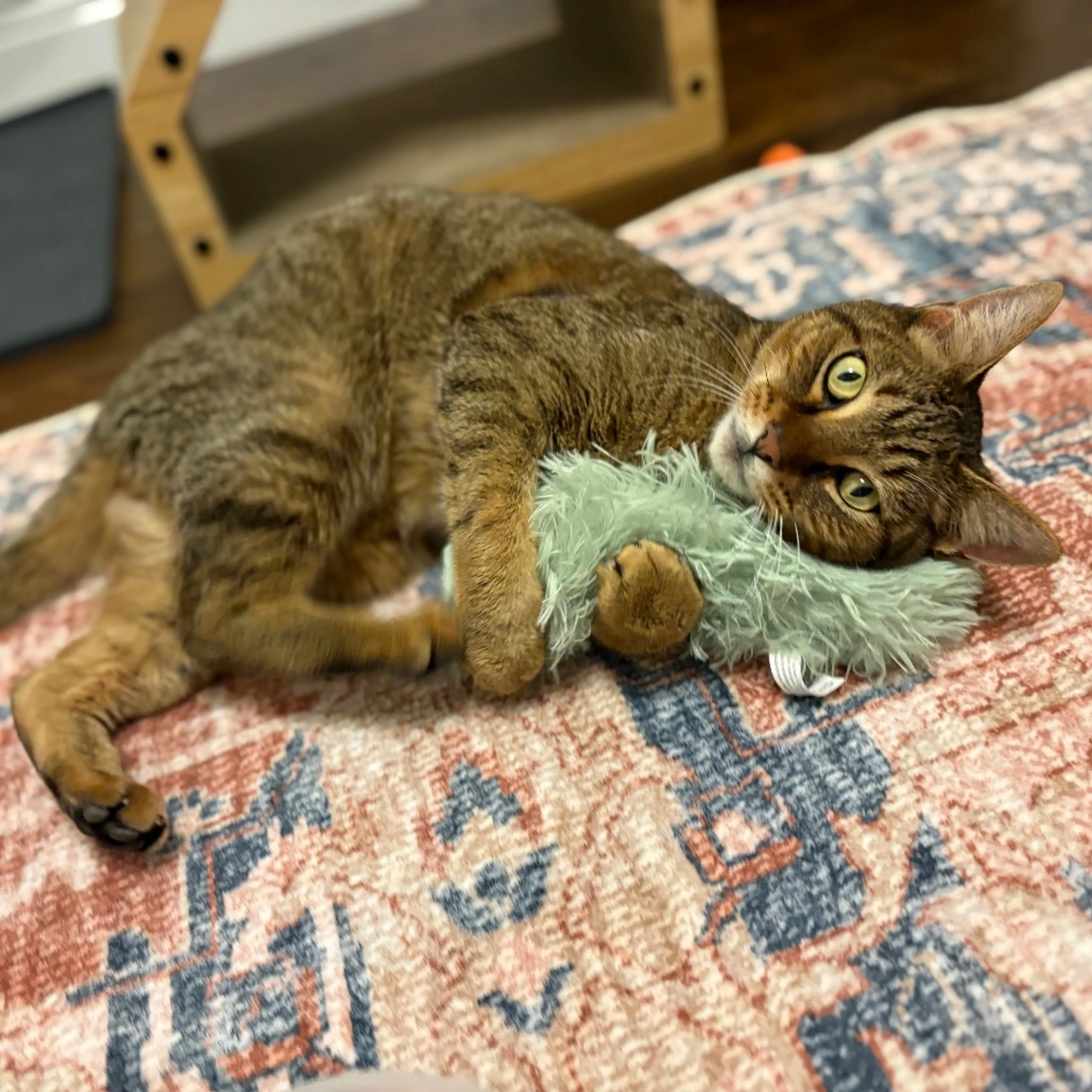 Found pet-0
