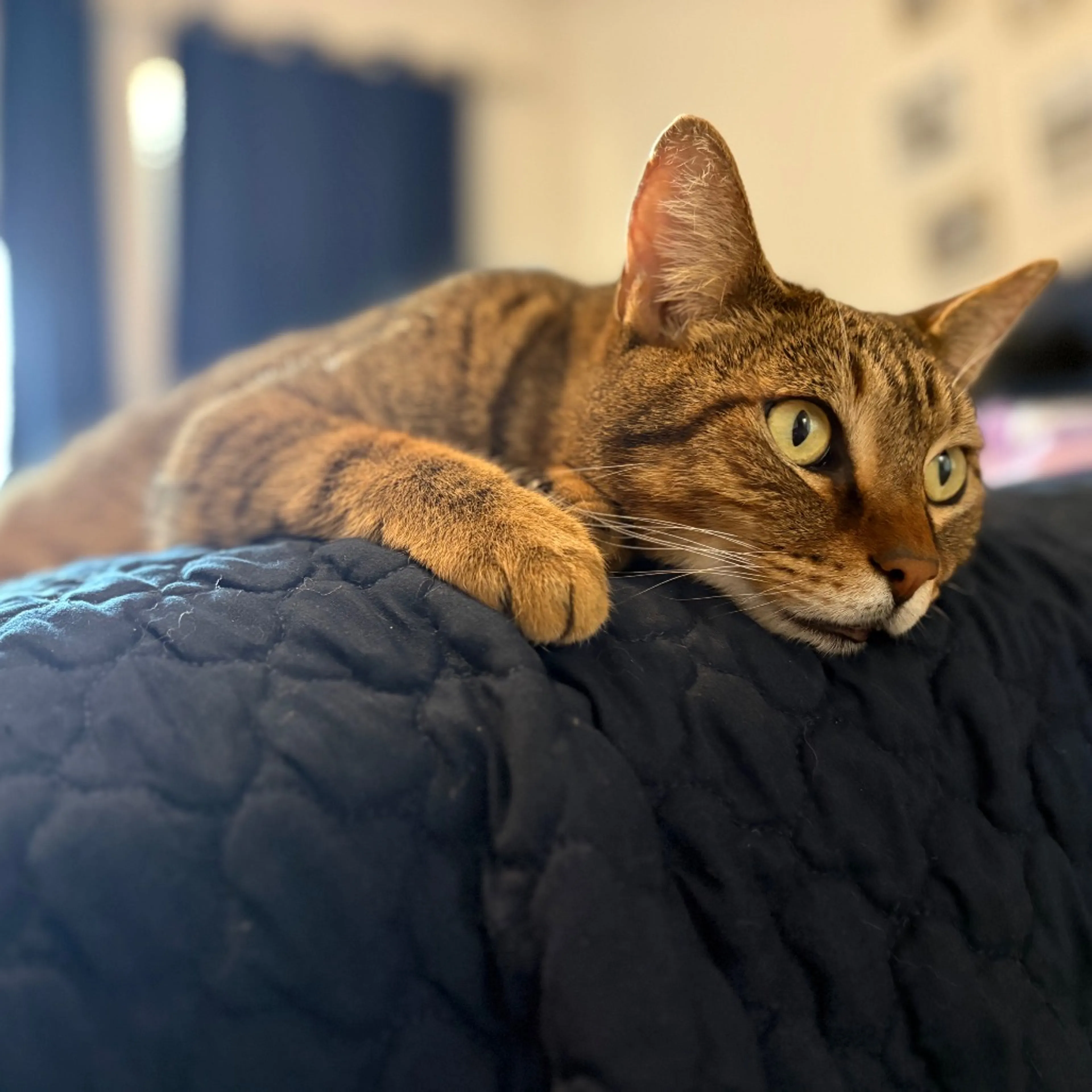 Found pet-7