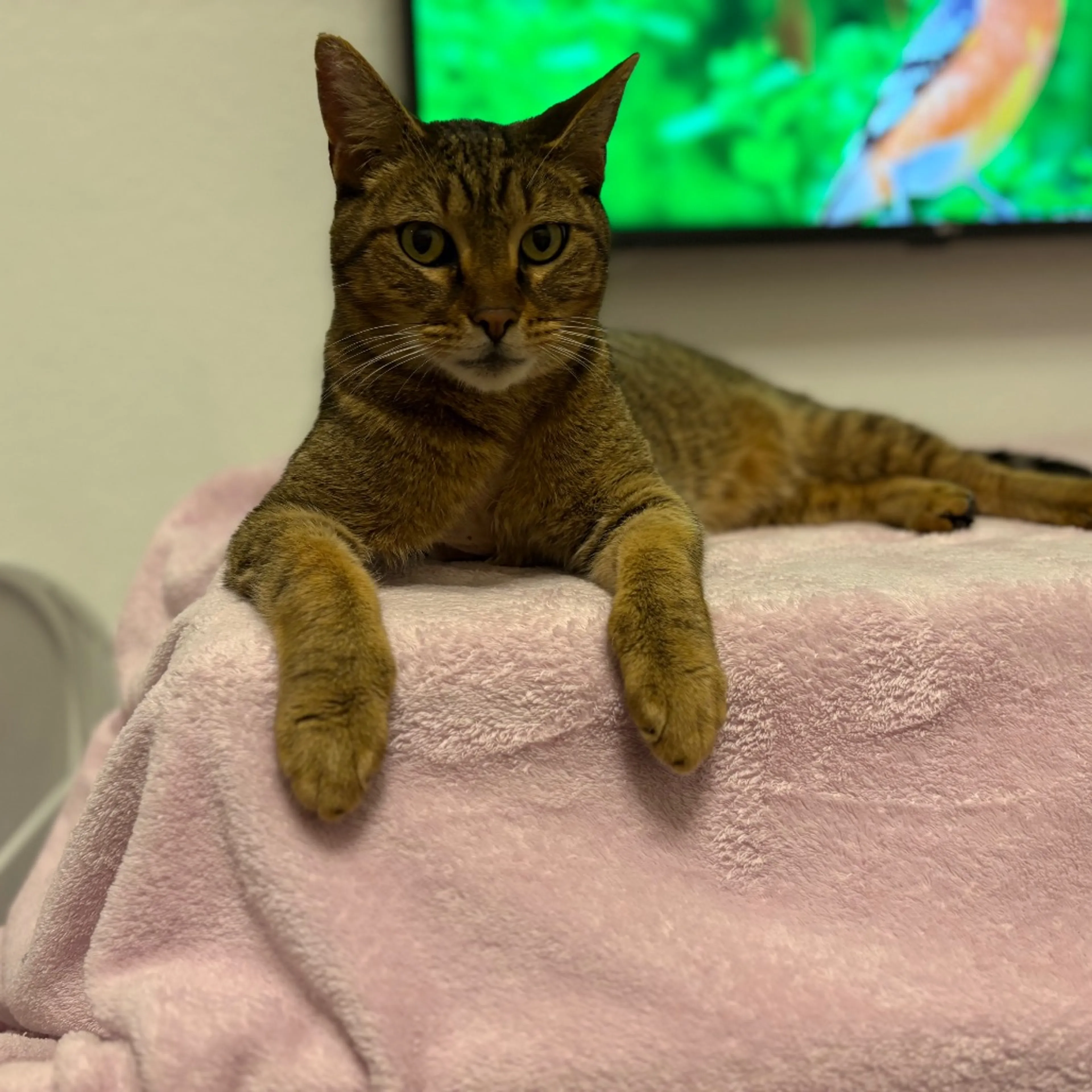 Found pet-6
