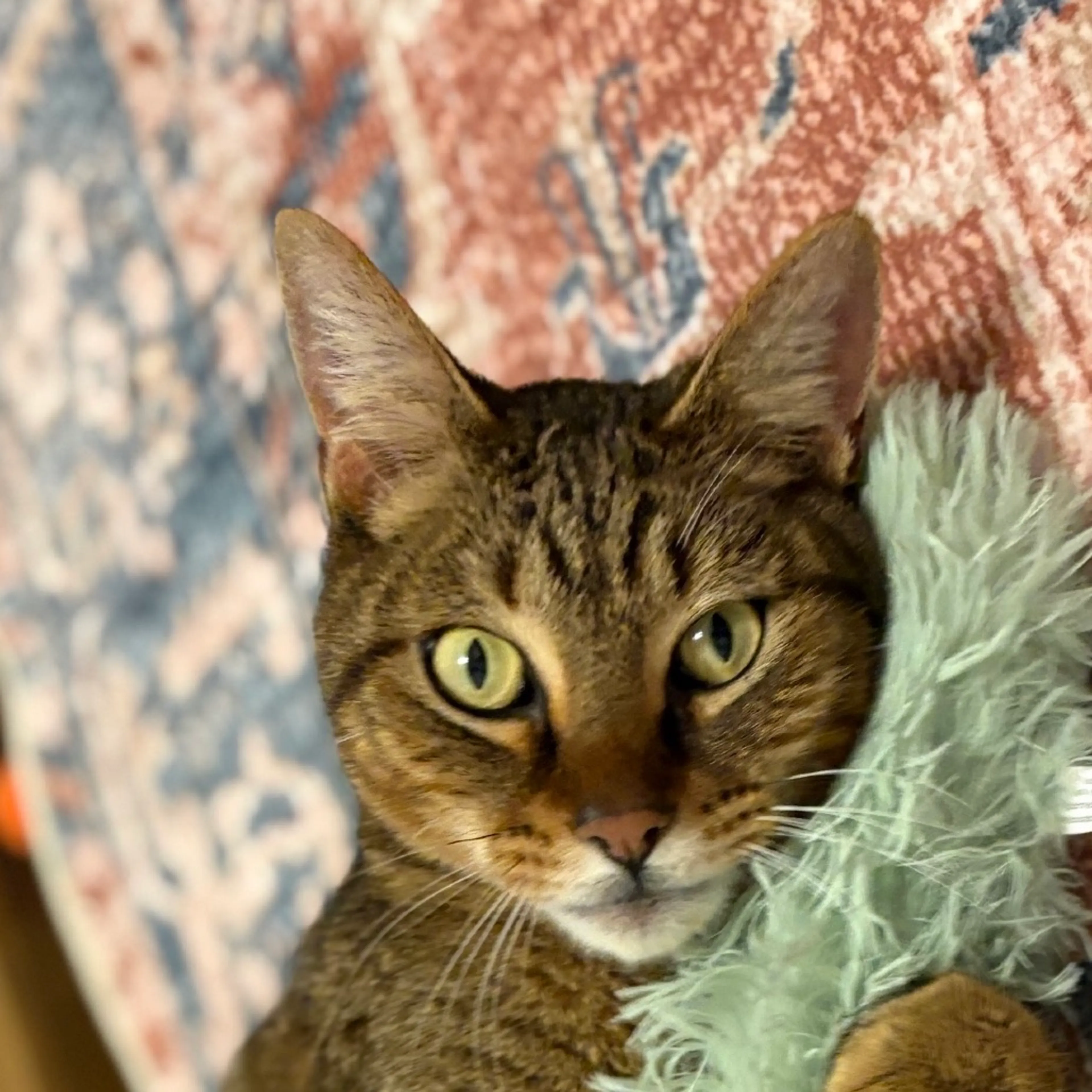 Found pet-4