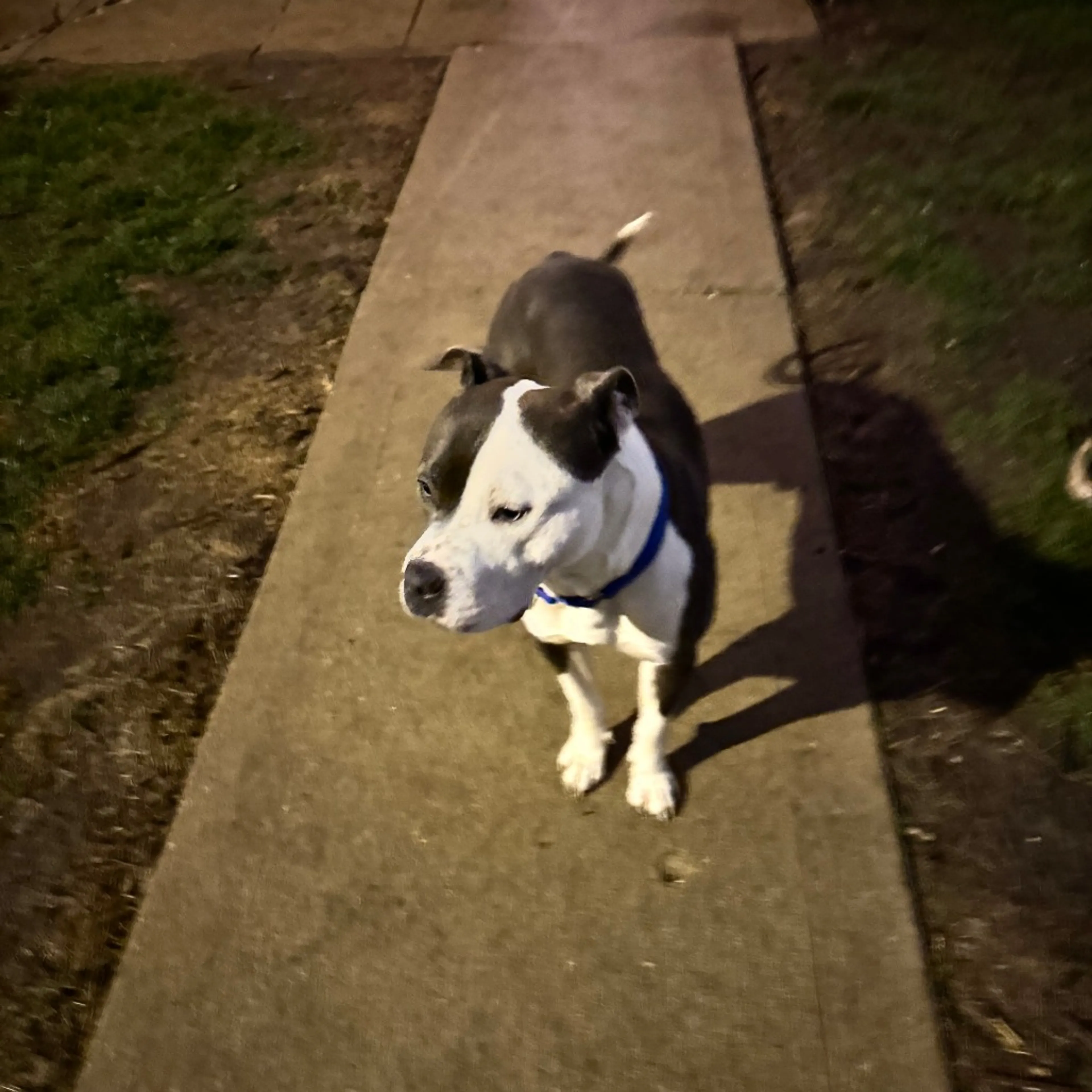 Found pet-7