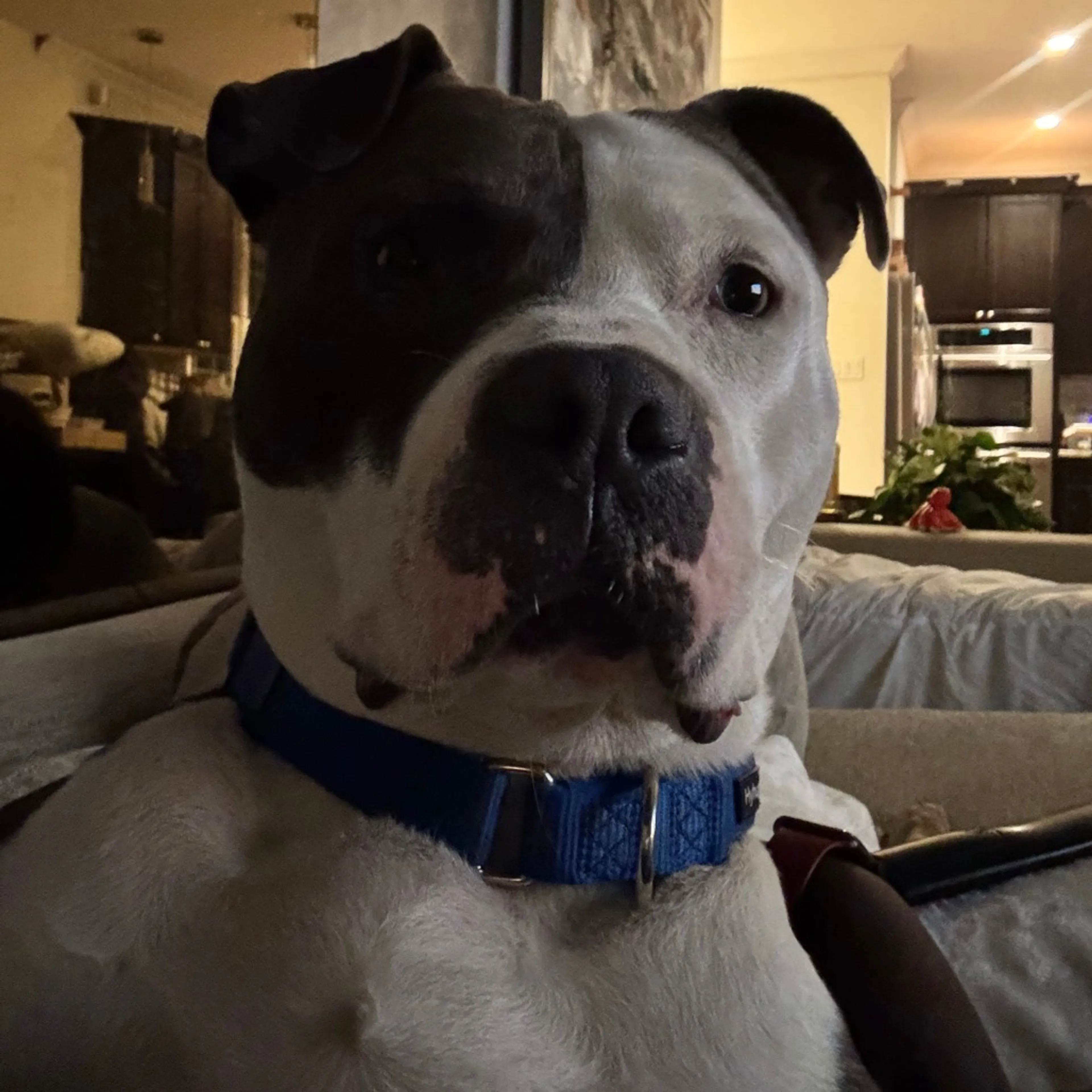 Found pet-5