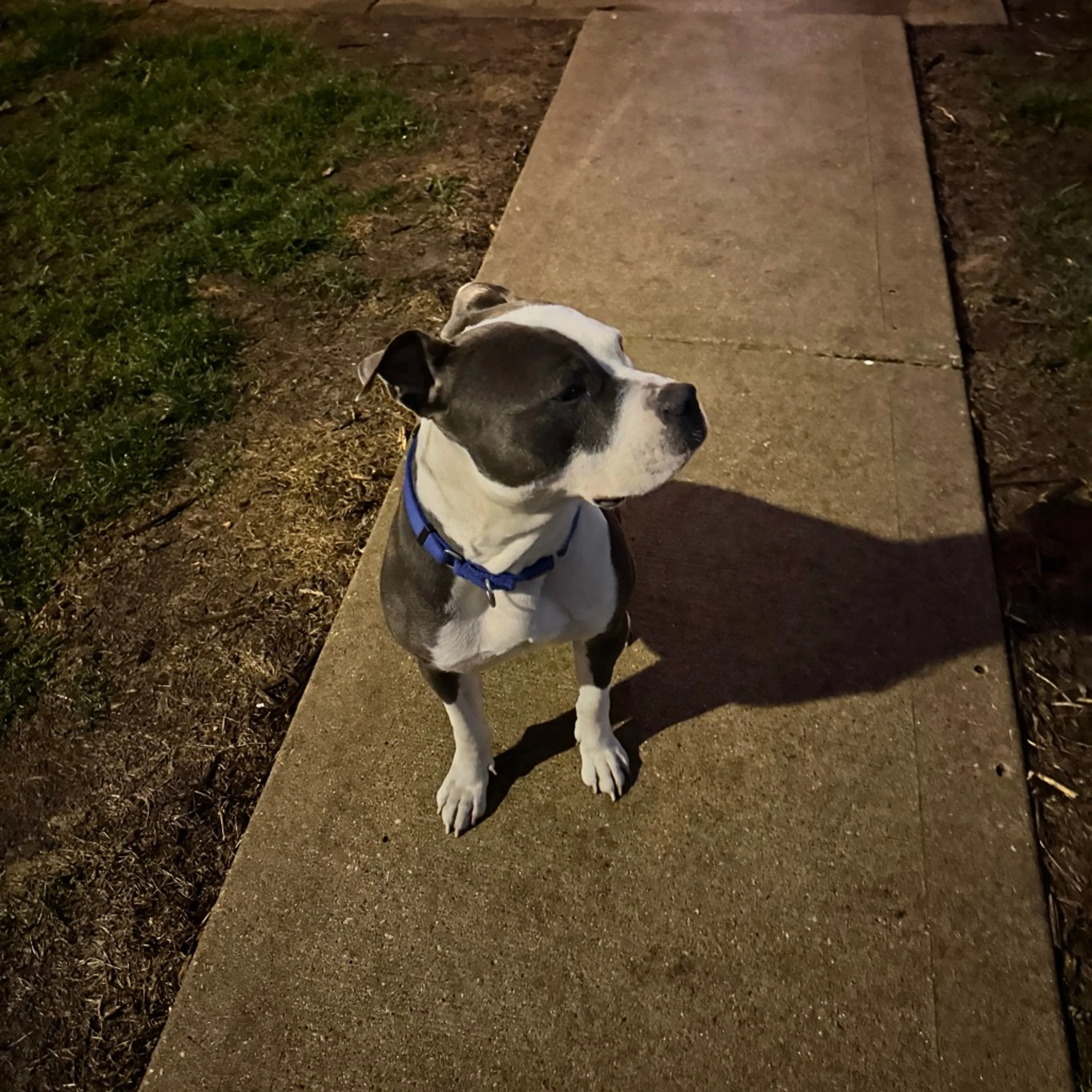 Found pet-6