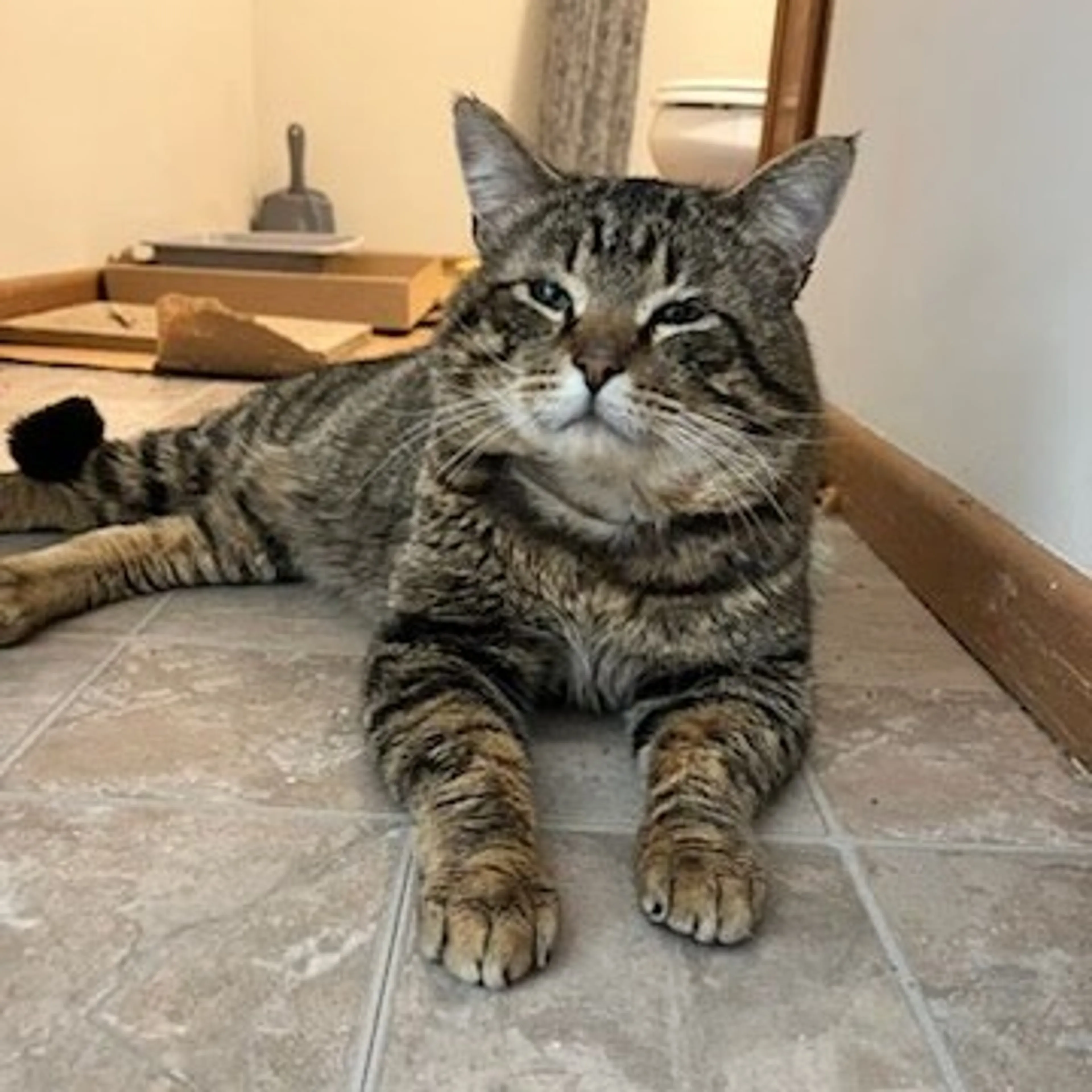 Found pet-8
