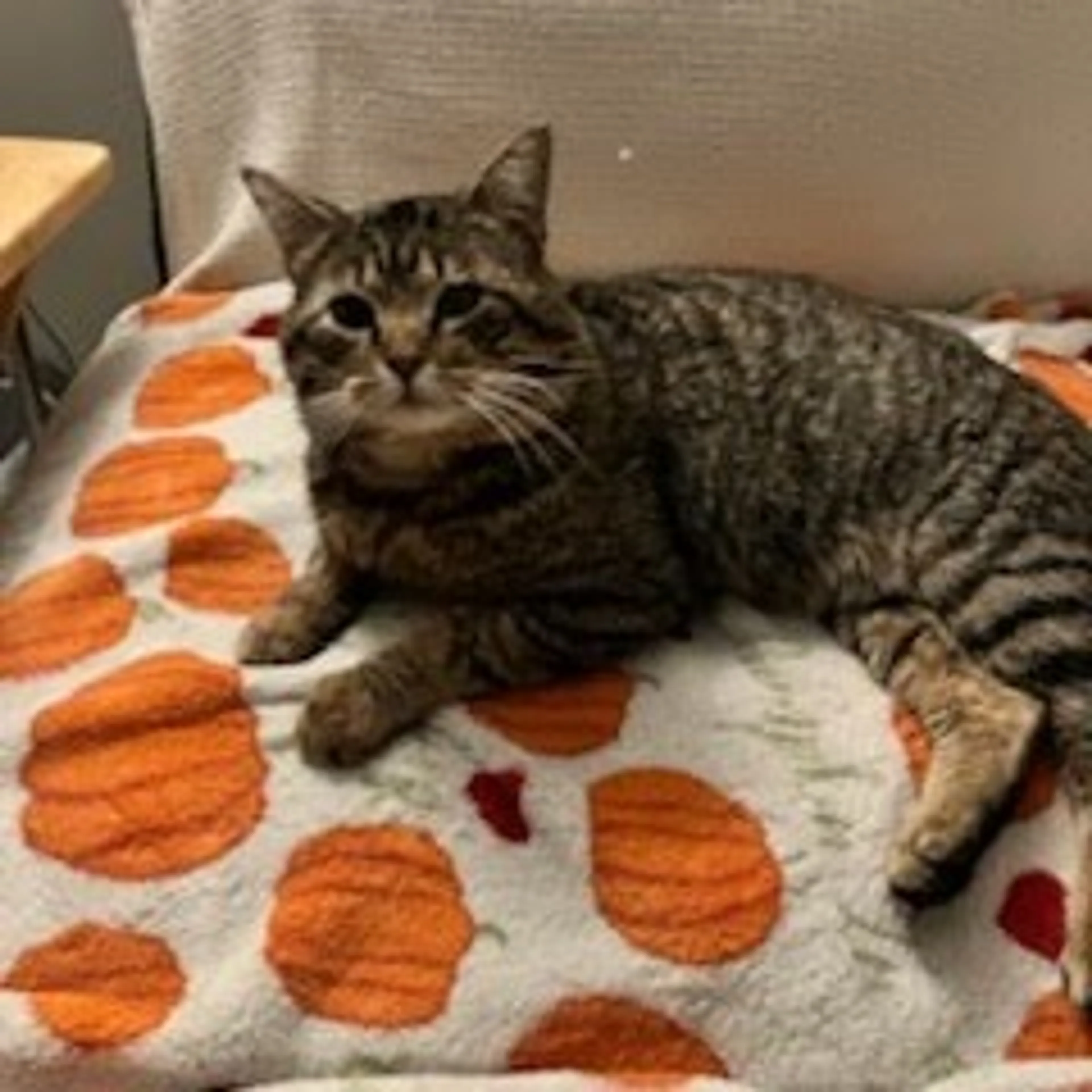 Found pet-7