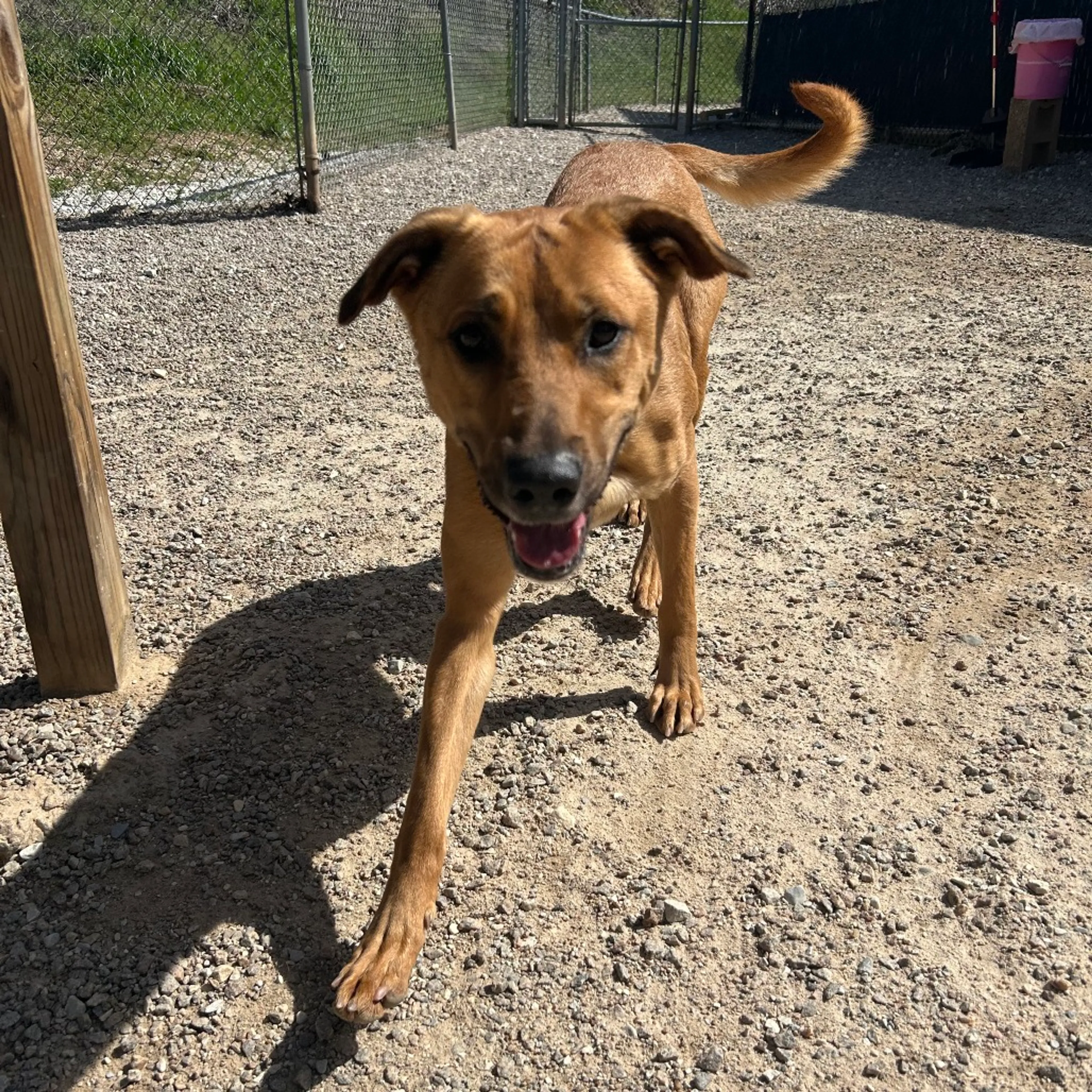 Found pet-4