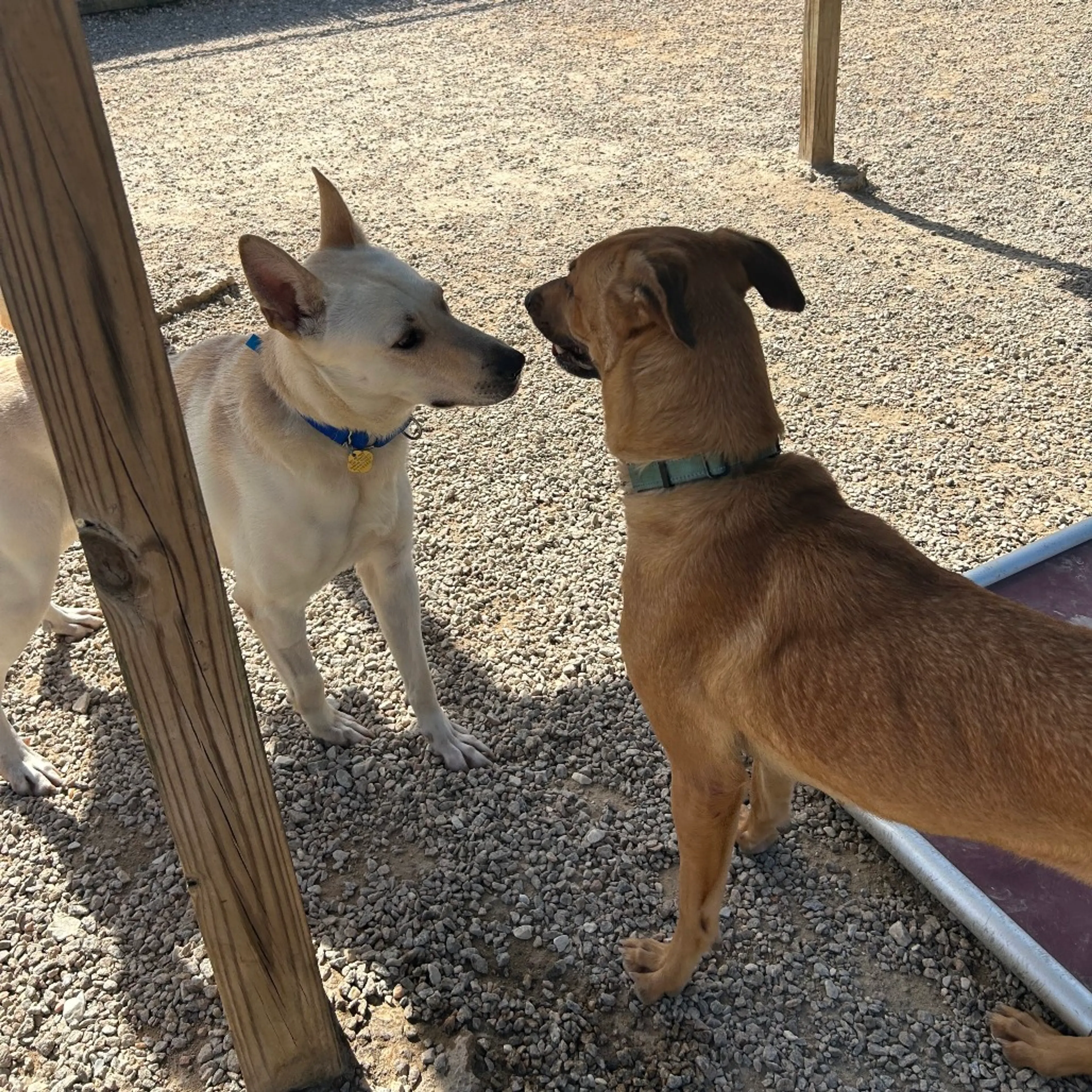 Found pet-6