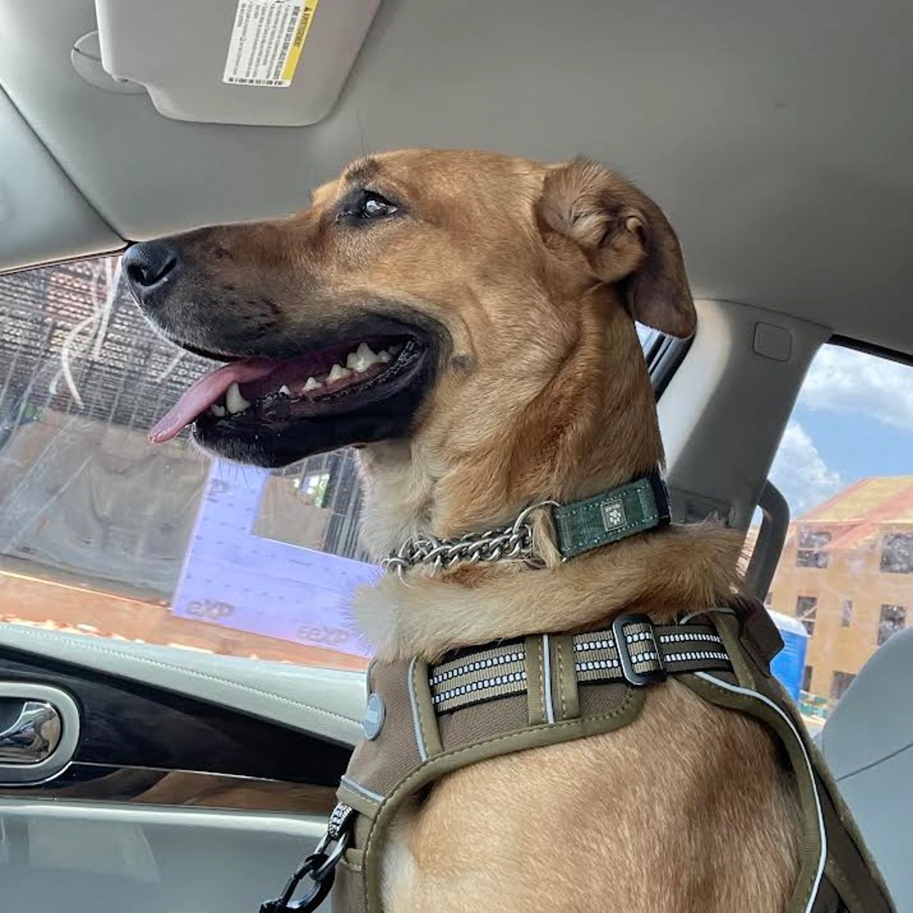 Found pet-14